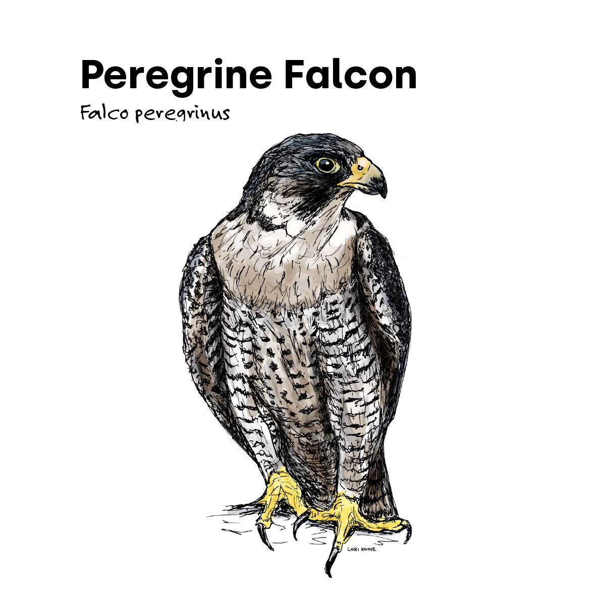 Peregrine Falcon
