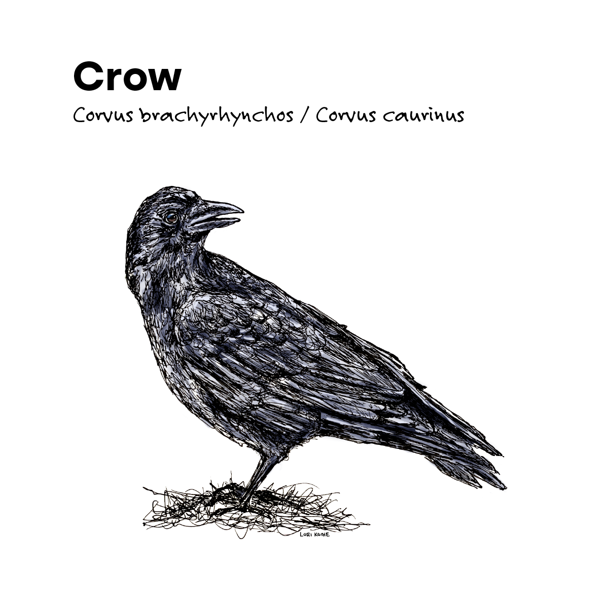 Crow illustration by Lori Kothe