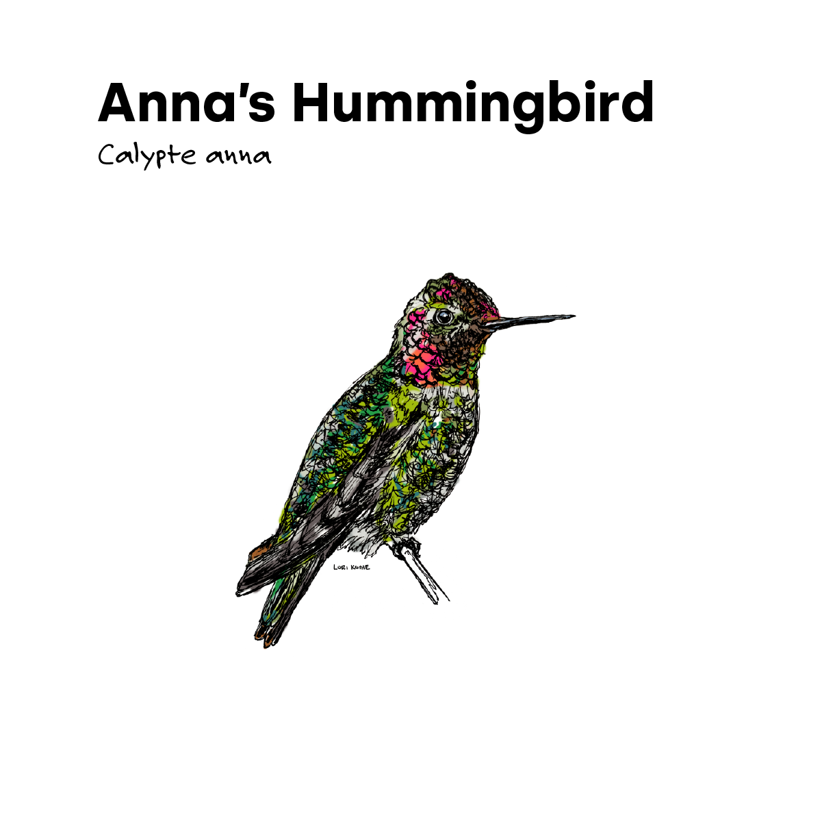 Anna’s Hummingbird