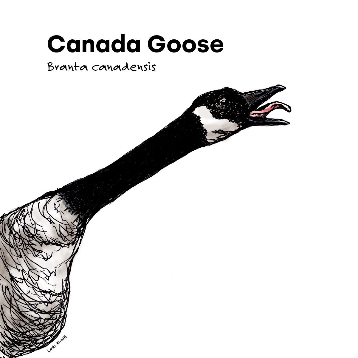 Canada Goose
