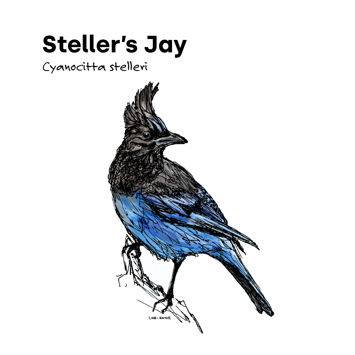 Steller's Jay illustration by Lori Kothe