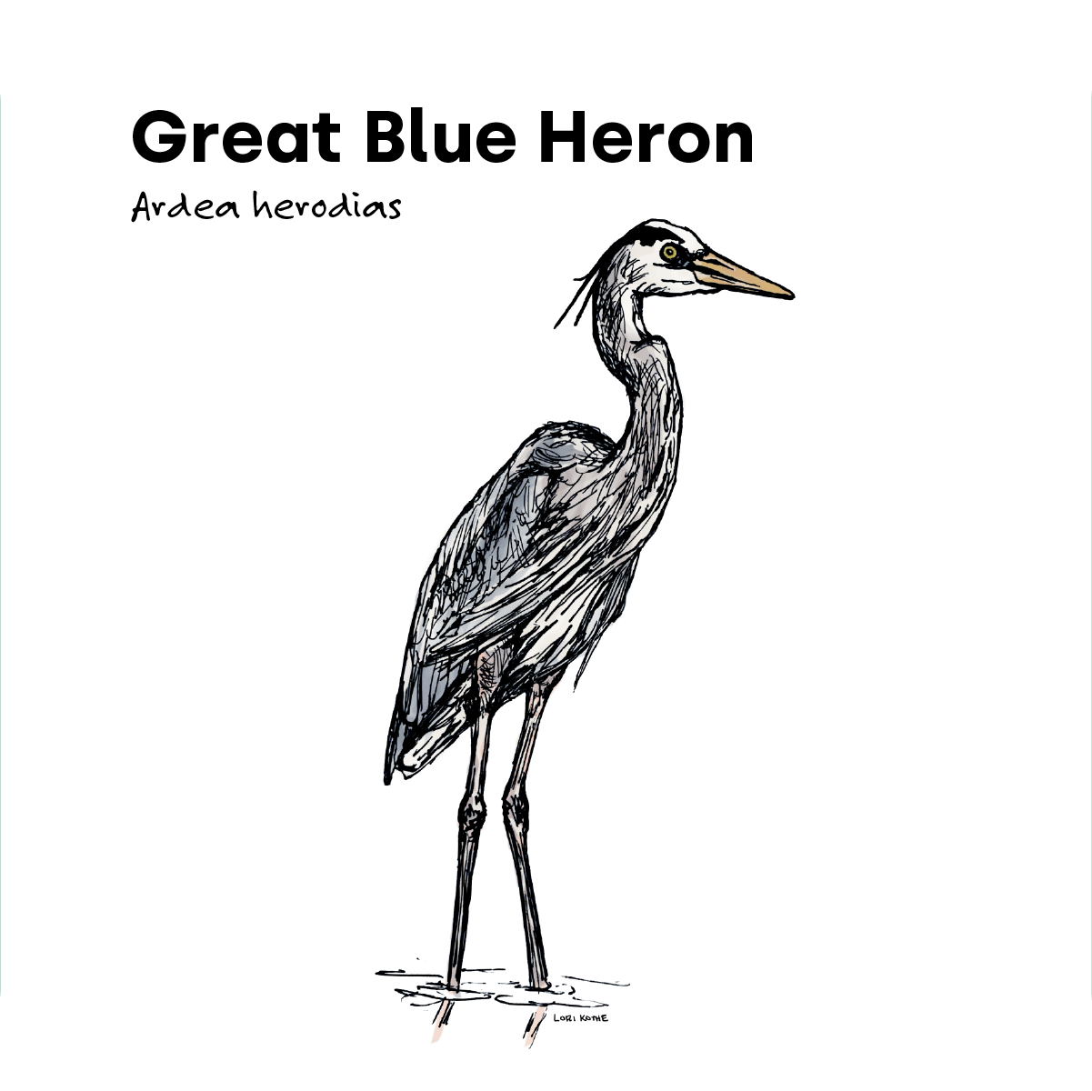 Great Blue Heron illustration by Lori Kothe
