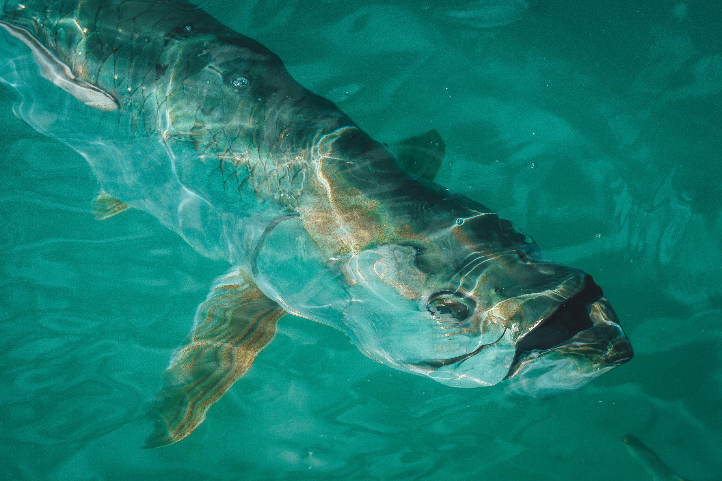 processed_tarpon from top LR.jpg