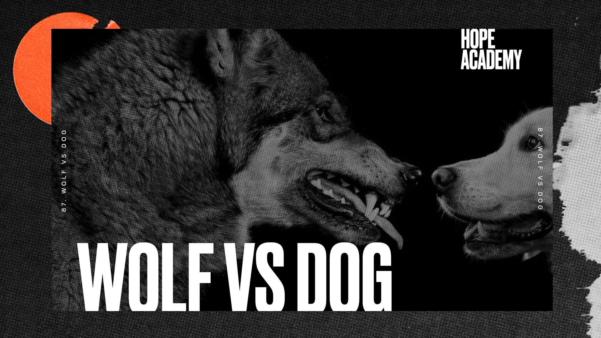 The Wolf vs. The Dog