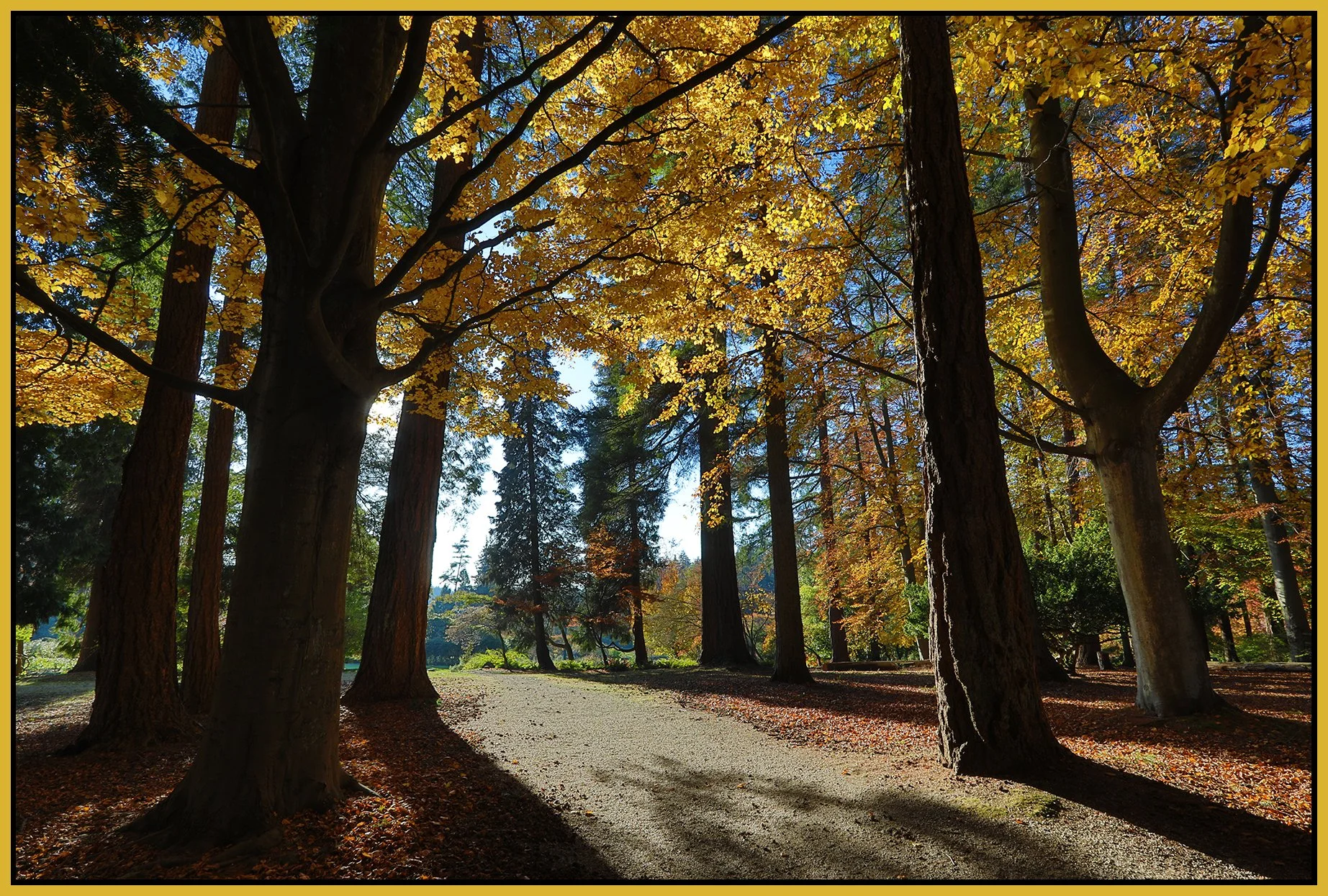 Stanley Pk Trees_Nov 18_2022_HDR_5C7042_4x6s.jpg