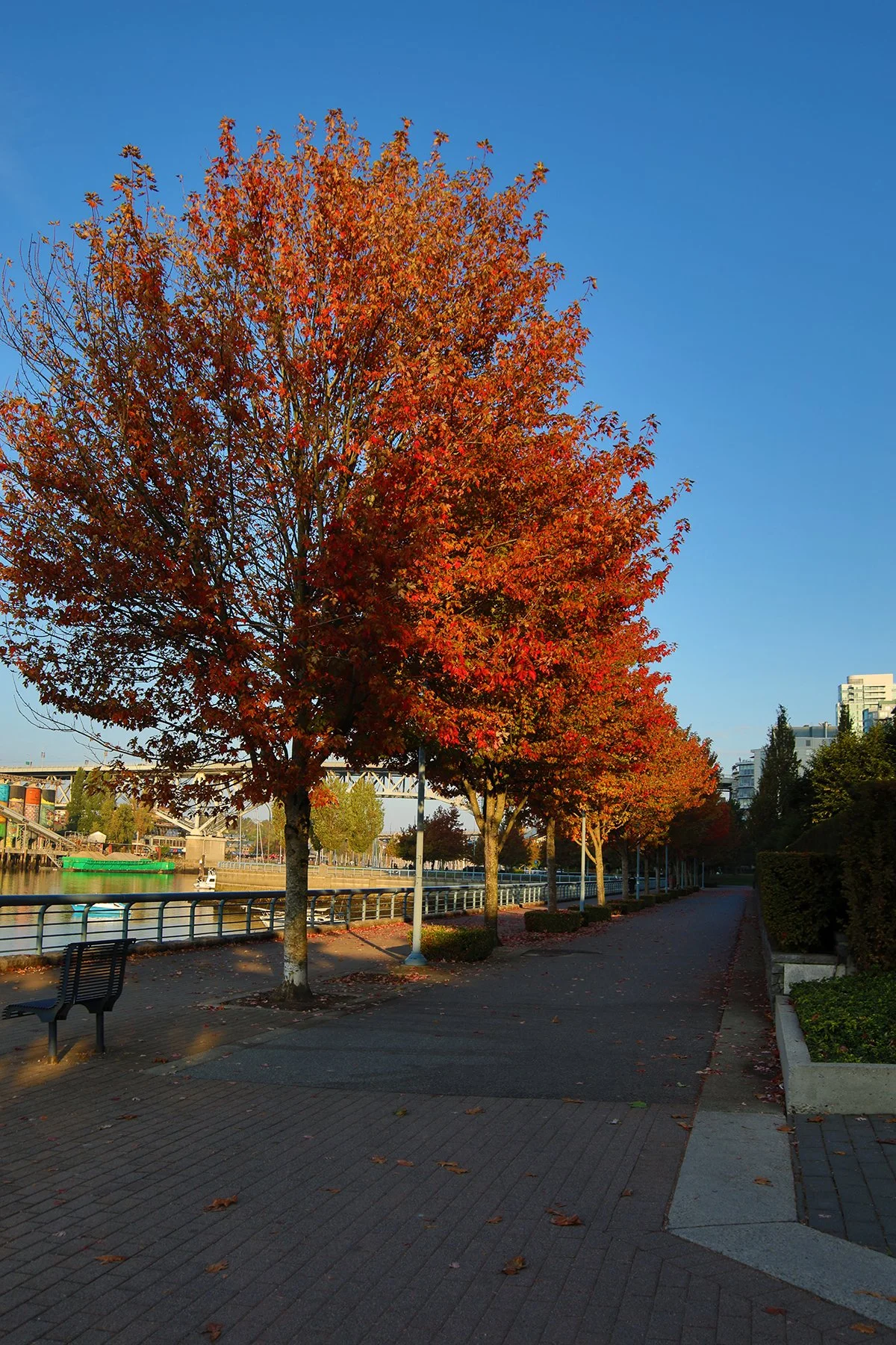 Concord Pacific Fall Leaves_Oct 5_2022_HDR_4H2757_4x6.jpg