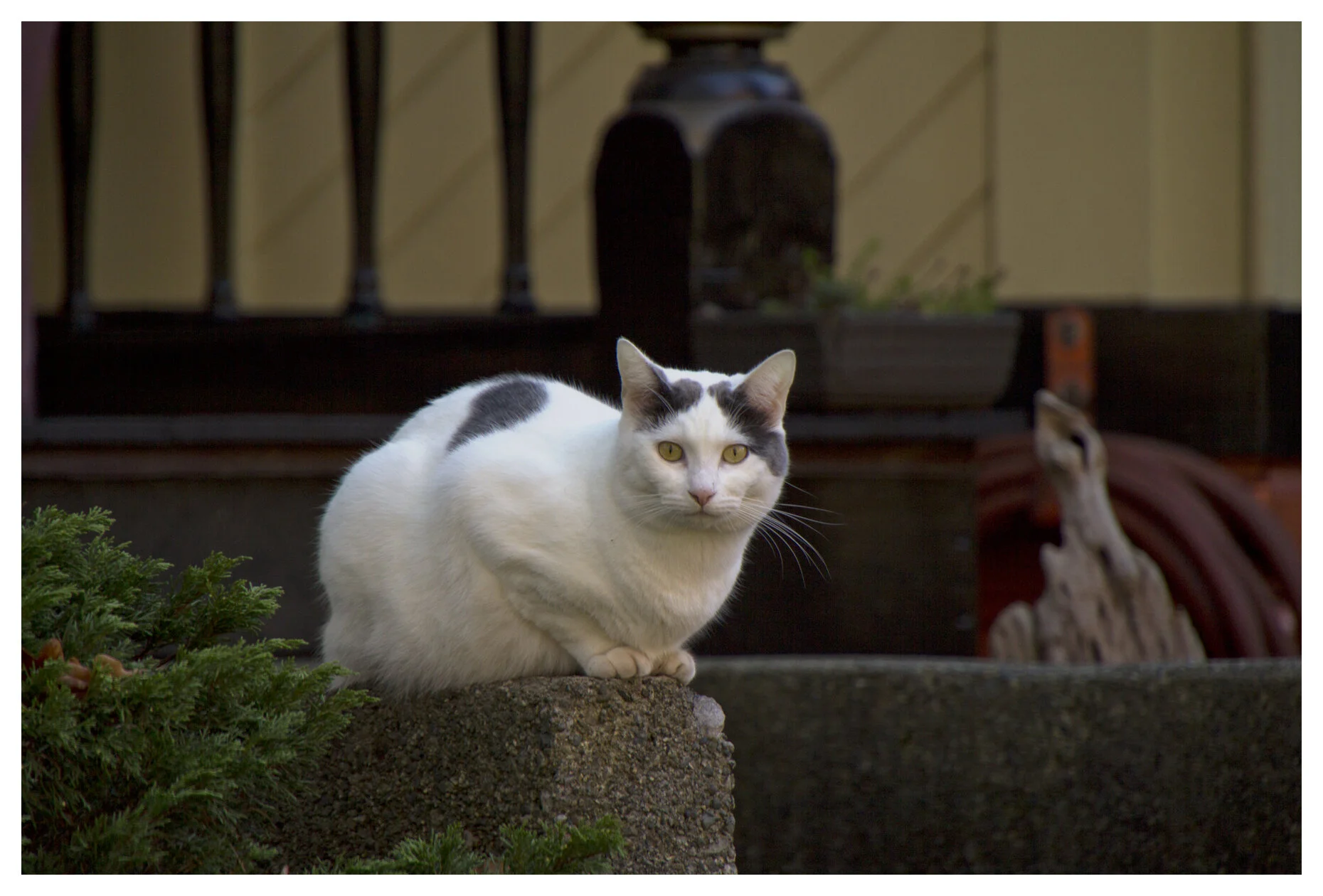 Cat on Georgia_Oct 27_2010_3837_4x6s.jpg