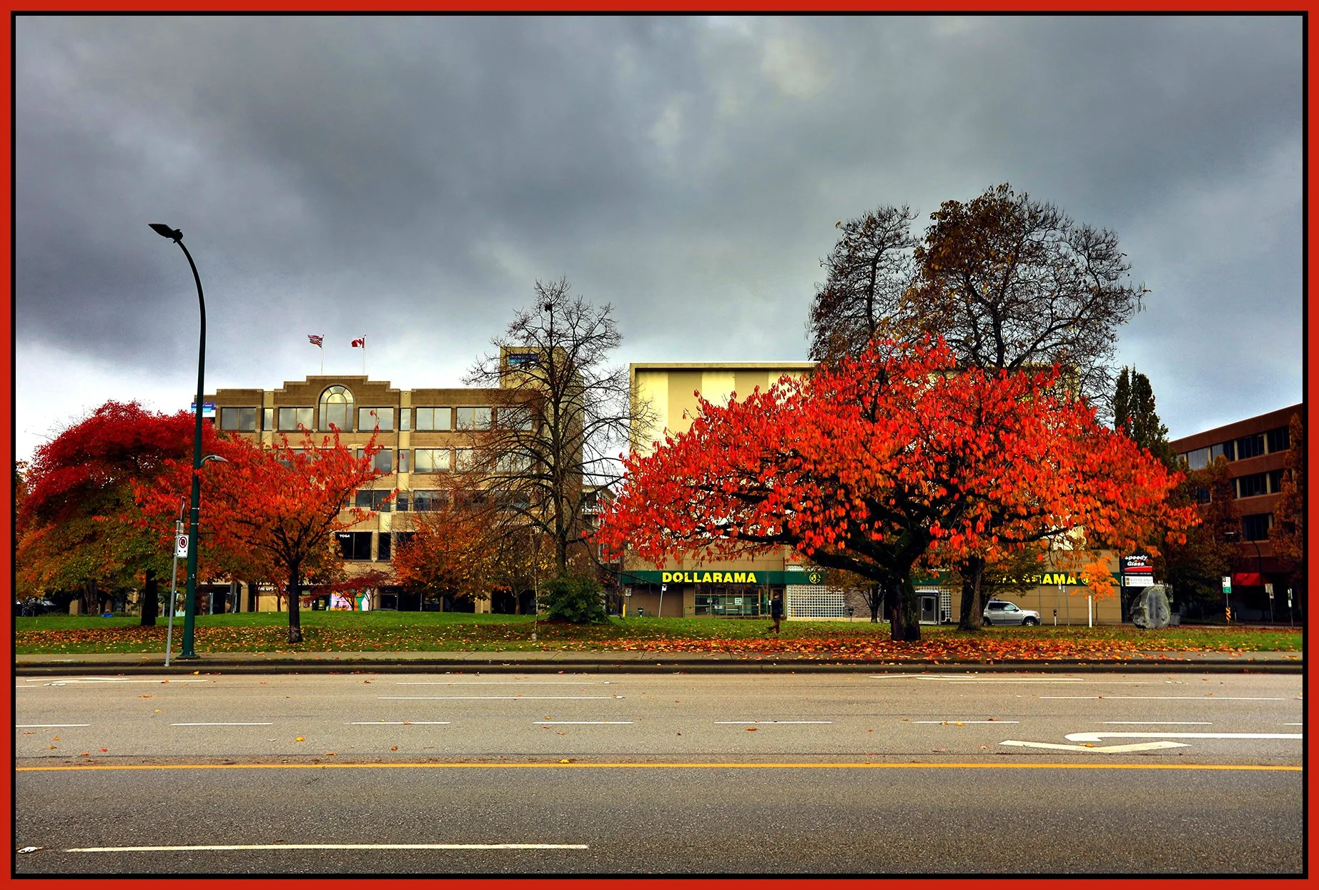 Seaforth Park Trees_Nov 3_2024_HDR_5E4151_peLevelCorrct_4x6s.jpg
