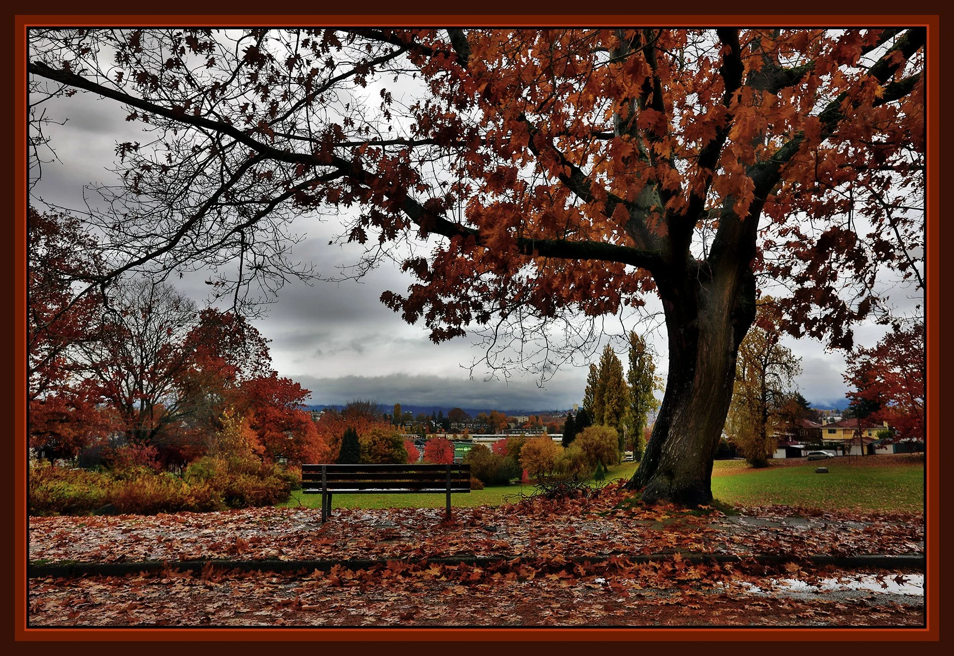 Falaise Pk Tree_Nov 4_2020_HDR_4G1796_peTexSup_4x6s.jpg