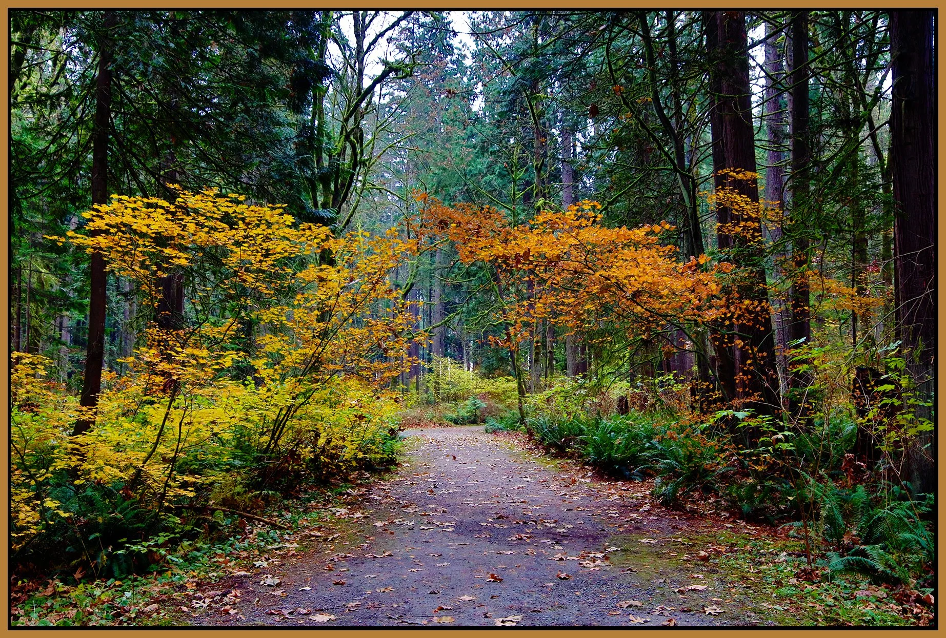 Poco Trees_Nov 20_2022_HDR_4H4814_pePop_4x6s.jpg
