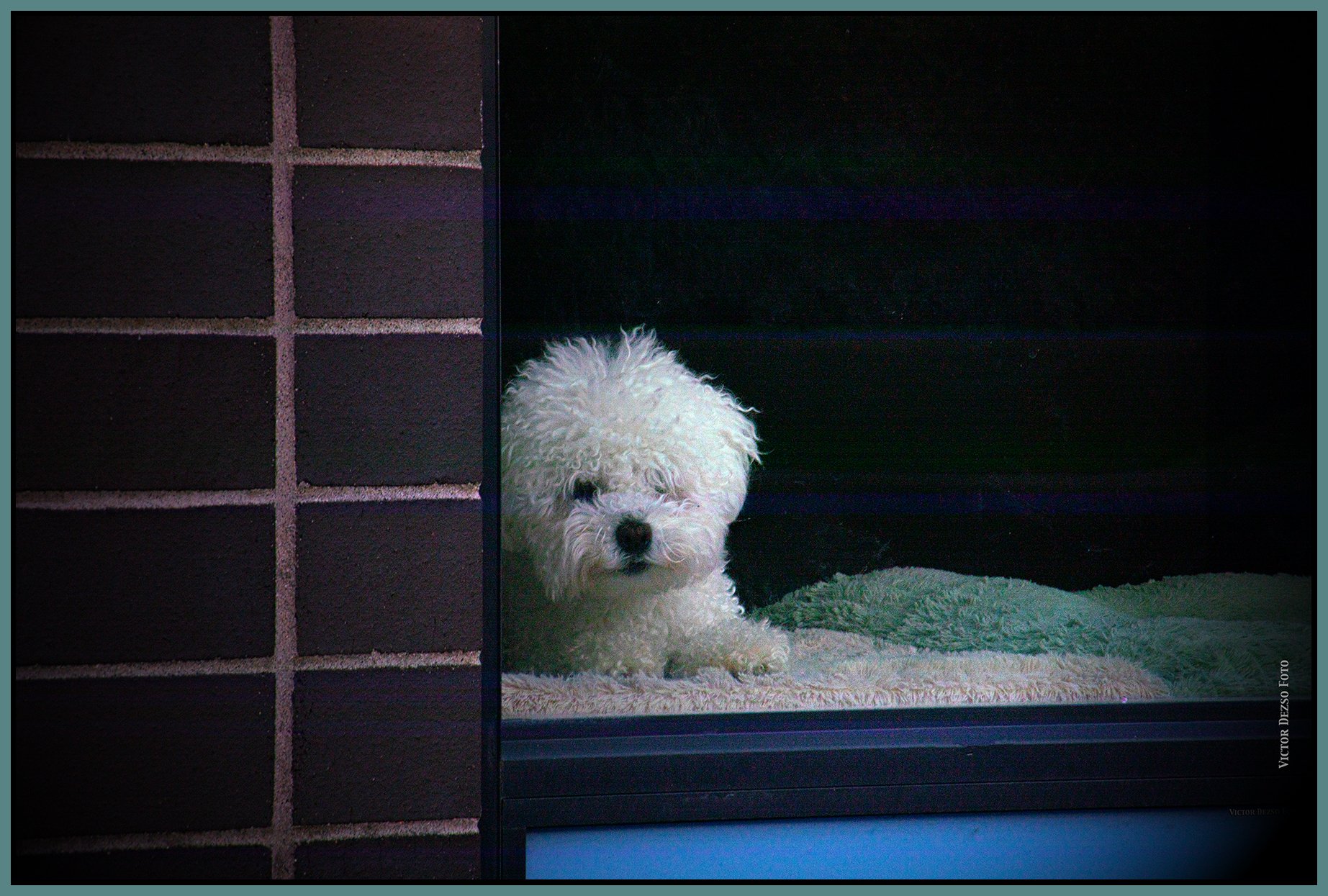 New West Doggy in a Wndow_Feb 18_2026_CR2_4K8621_peIntenseDetail_4x6s.jpg