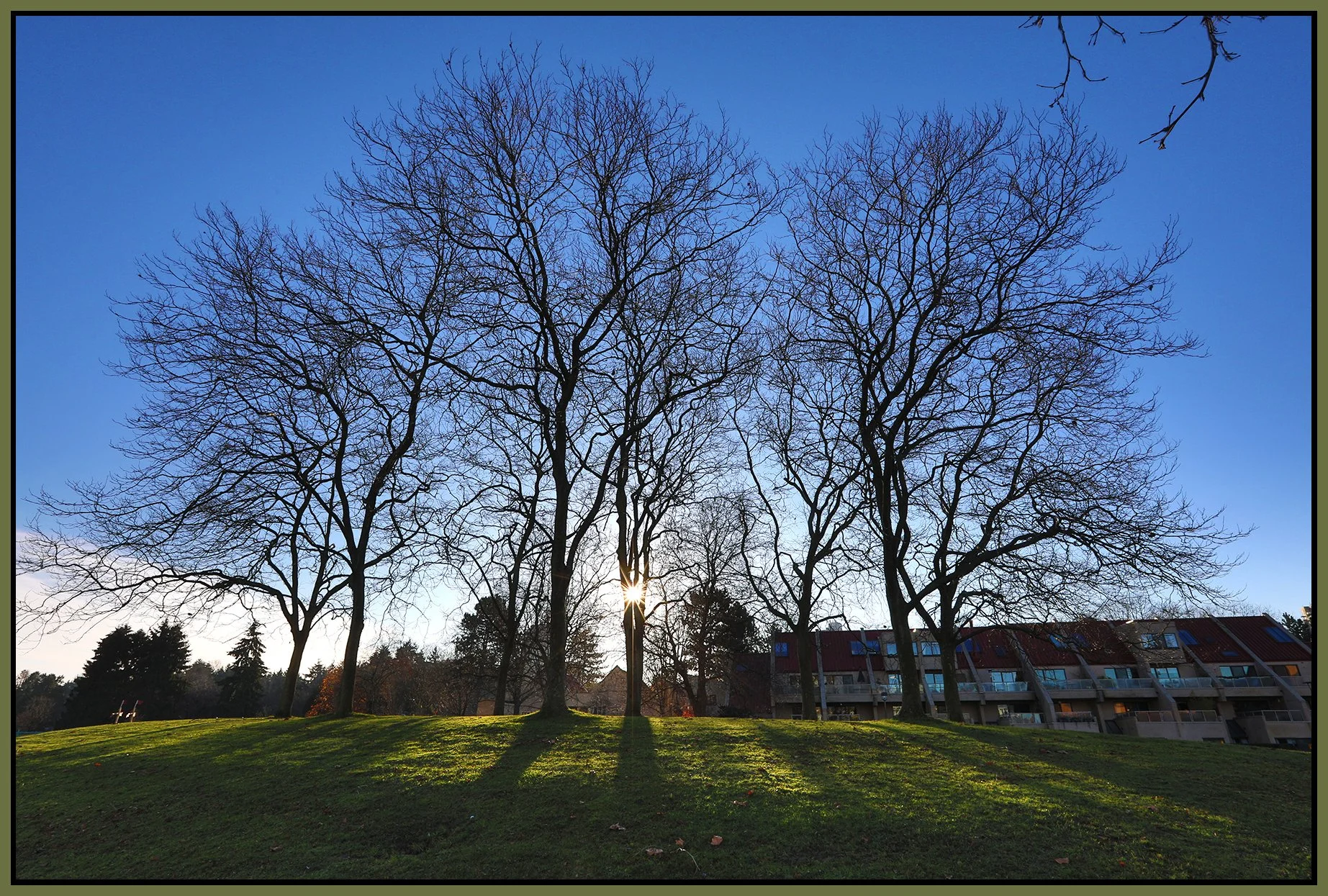 Charleson Pk Trees_Dec 4_2020_HDR_4G9012_4x6s.jpg