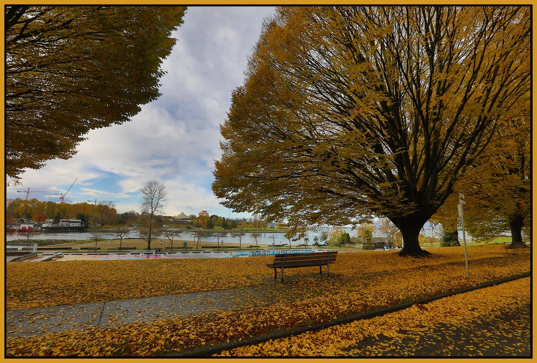 Beach Ave Trees LkgS_Nov 12_2023_HDR_5C9420_4x6s.jpg