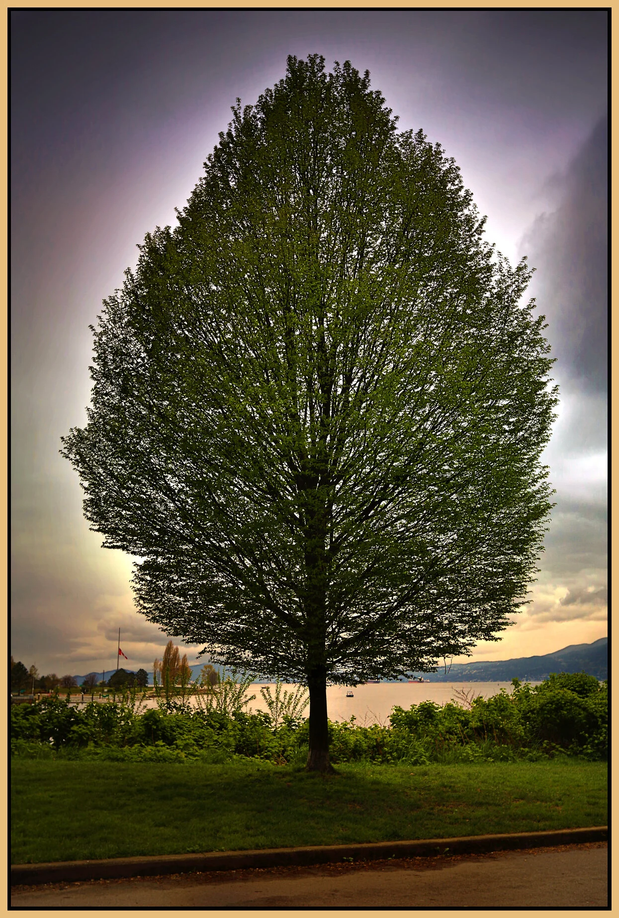English Bay Tree_Apr 5_2016_HDR_K6378_peHdri_4x6s.jpg