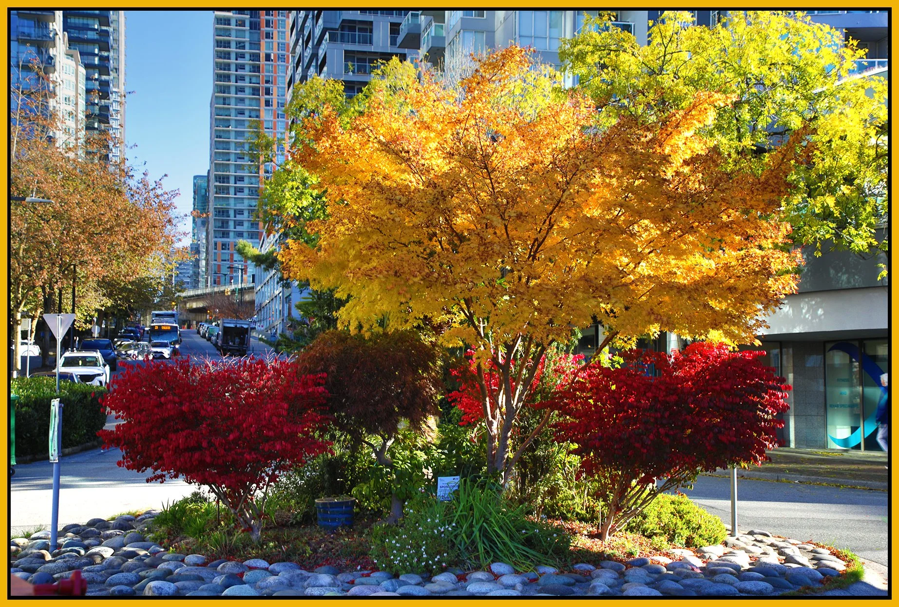 Howe St Trees _Oct 23_2026_HDR_4L5473_4x6s.jpg