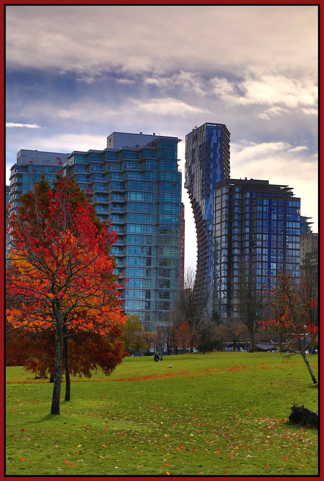 Devonian Park Fall Tree Leaves_Nov 12_2023_HDR_4H9061_4x6s.jpg