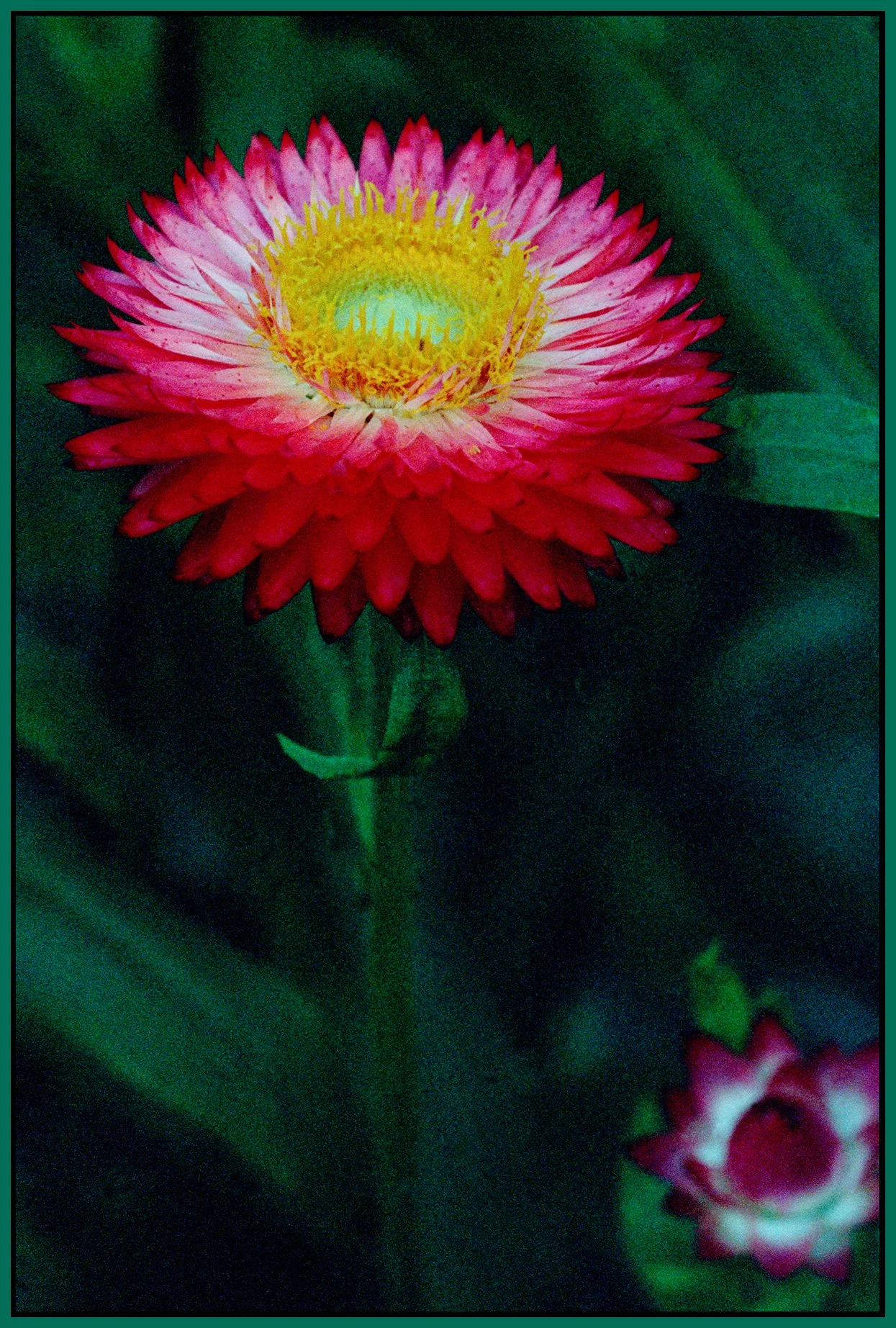 Templeton live_dry flower_1_4x6s.jpg