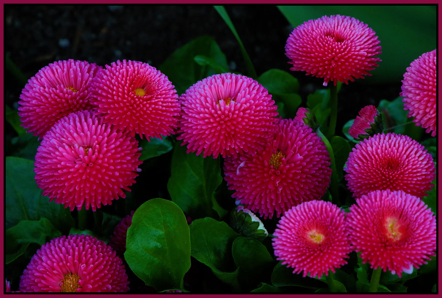 Flowers English Bay_Apr 15_2021_HDR_4G7272_peExpMrg_4x6s.jpg