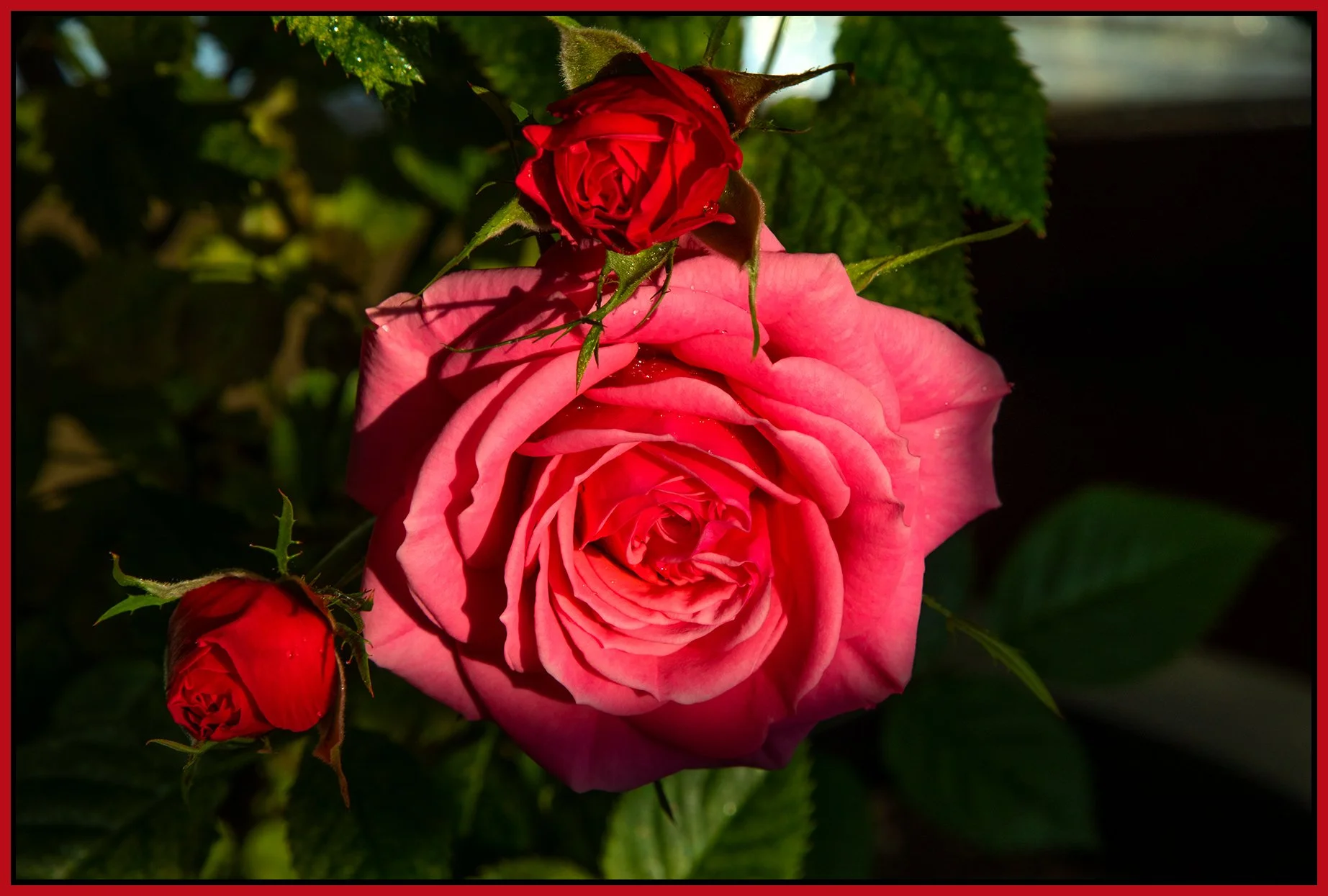 Flowers Roses_Apr 19_2022_CR2_5B3200_4x6s.jpg