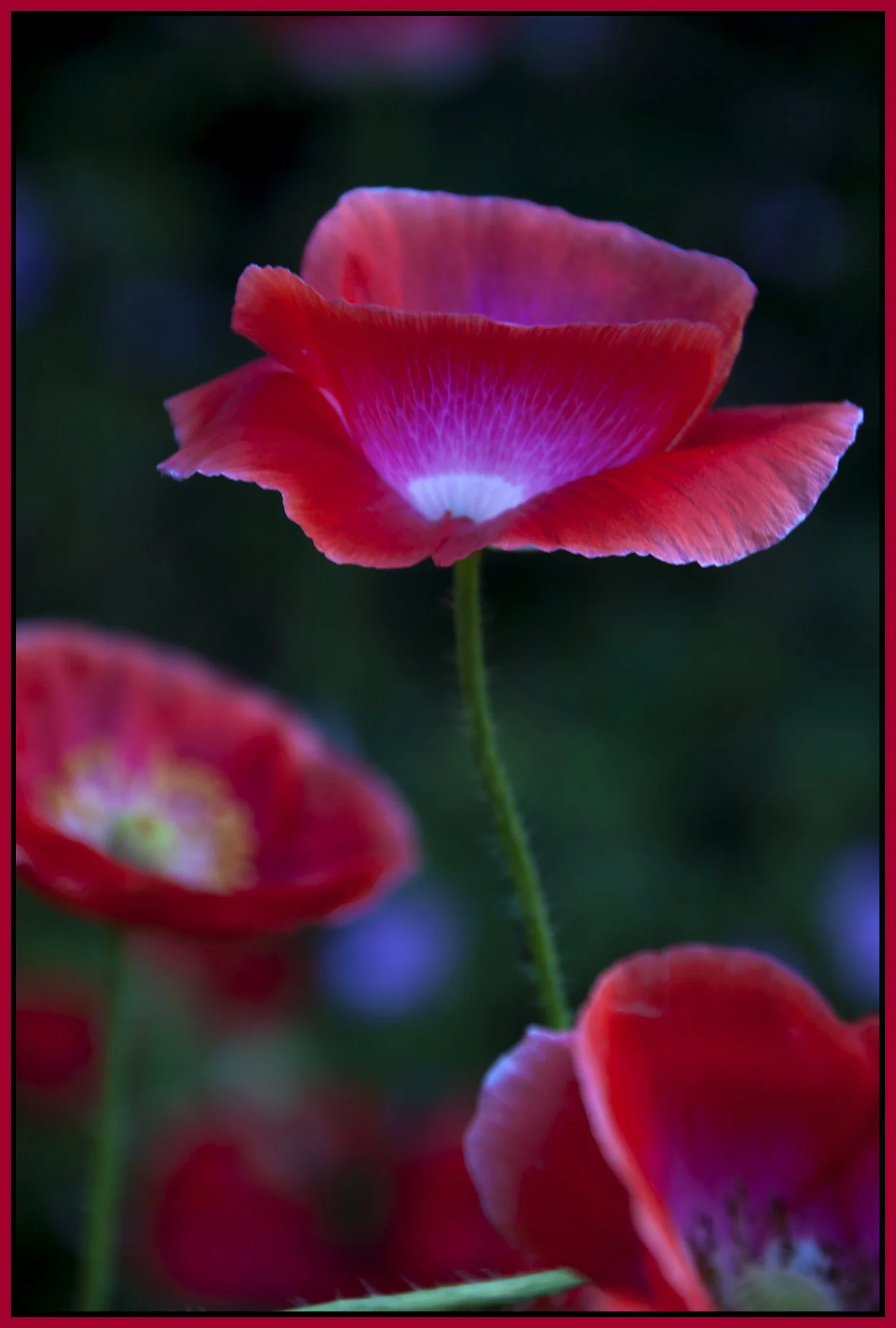 Flowers-Poppy_Jul 23_2011_2769_4x6s.jpg