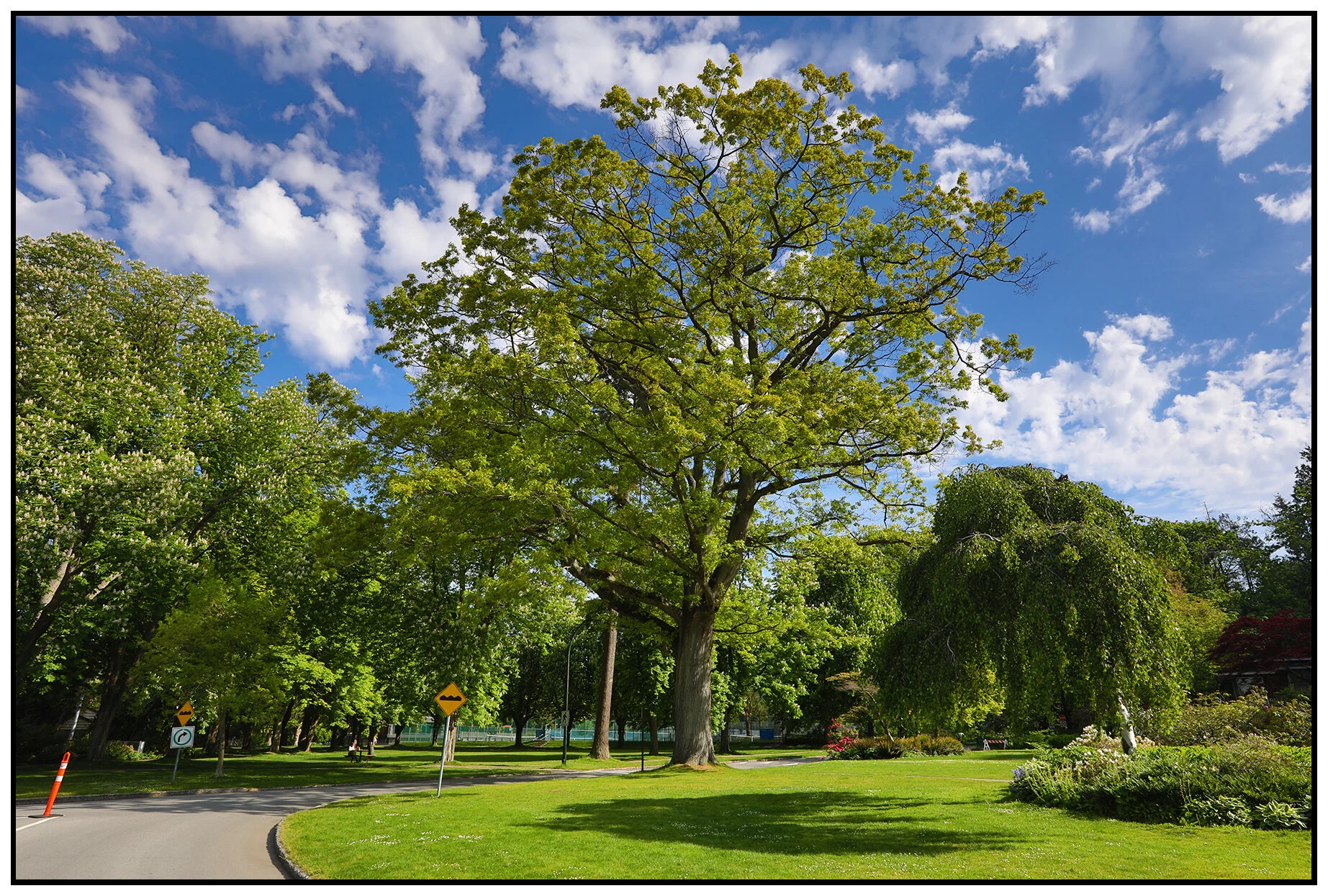 Stanley Pk Trees_May 11_2020_HDR_4F8553_4x6s.jpg