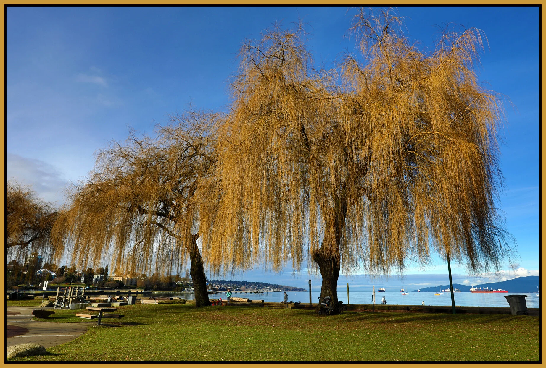 Kits Beach Trees_Feb 20_2017_HDR_A2046_4x6s.jpg