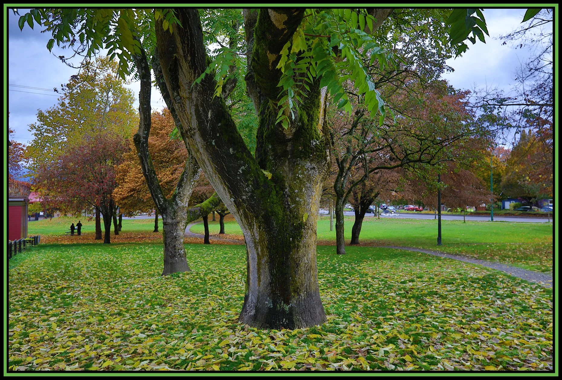 Chinacreek Pk Trees_Oct 28_2018_HDR_D1840_4x6s.jpg