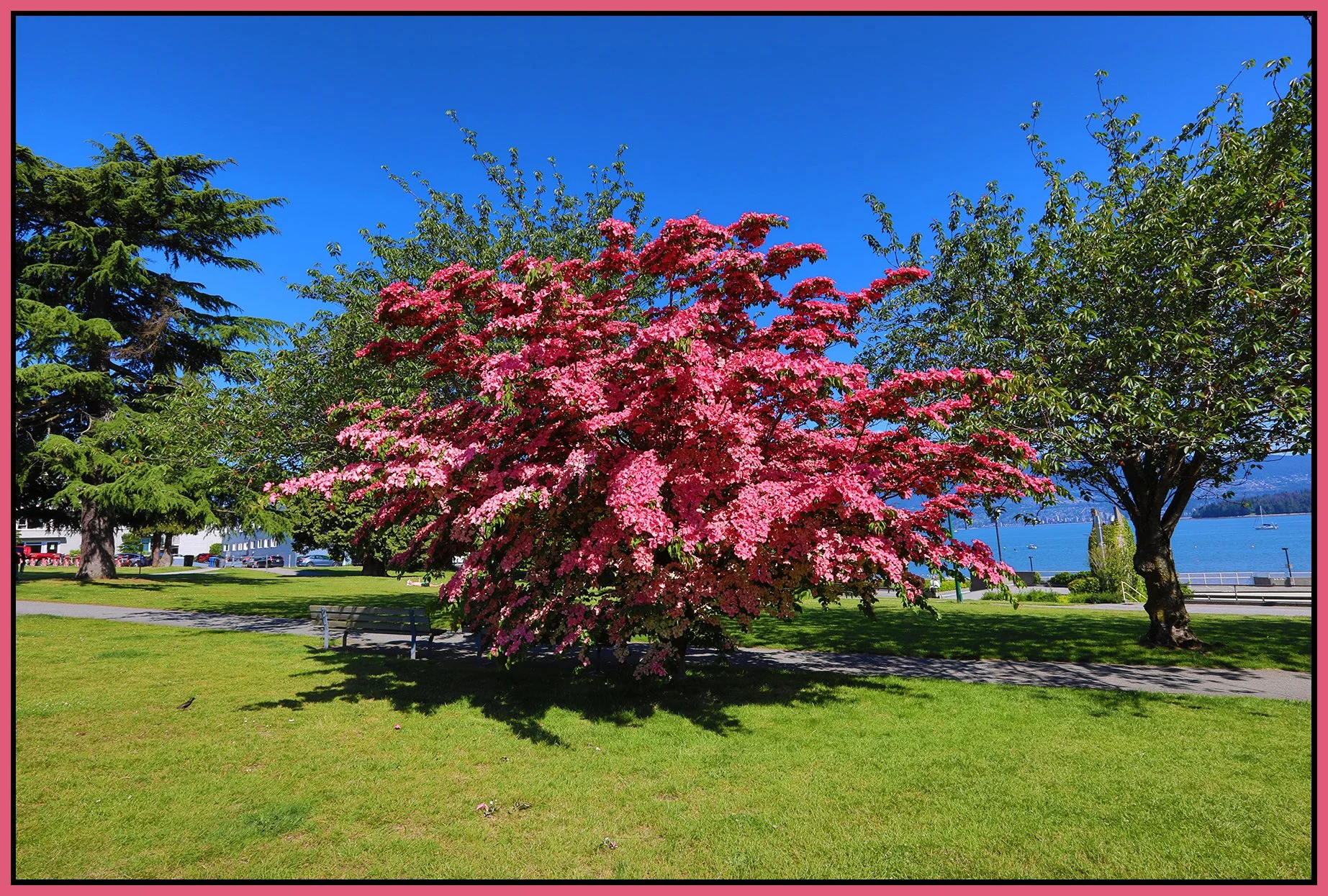 Kitsilano Beach Park Tree_Jun 19_2024_HDR_4J1260_4x6s.jpg