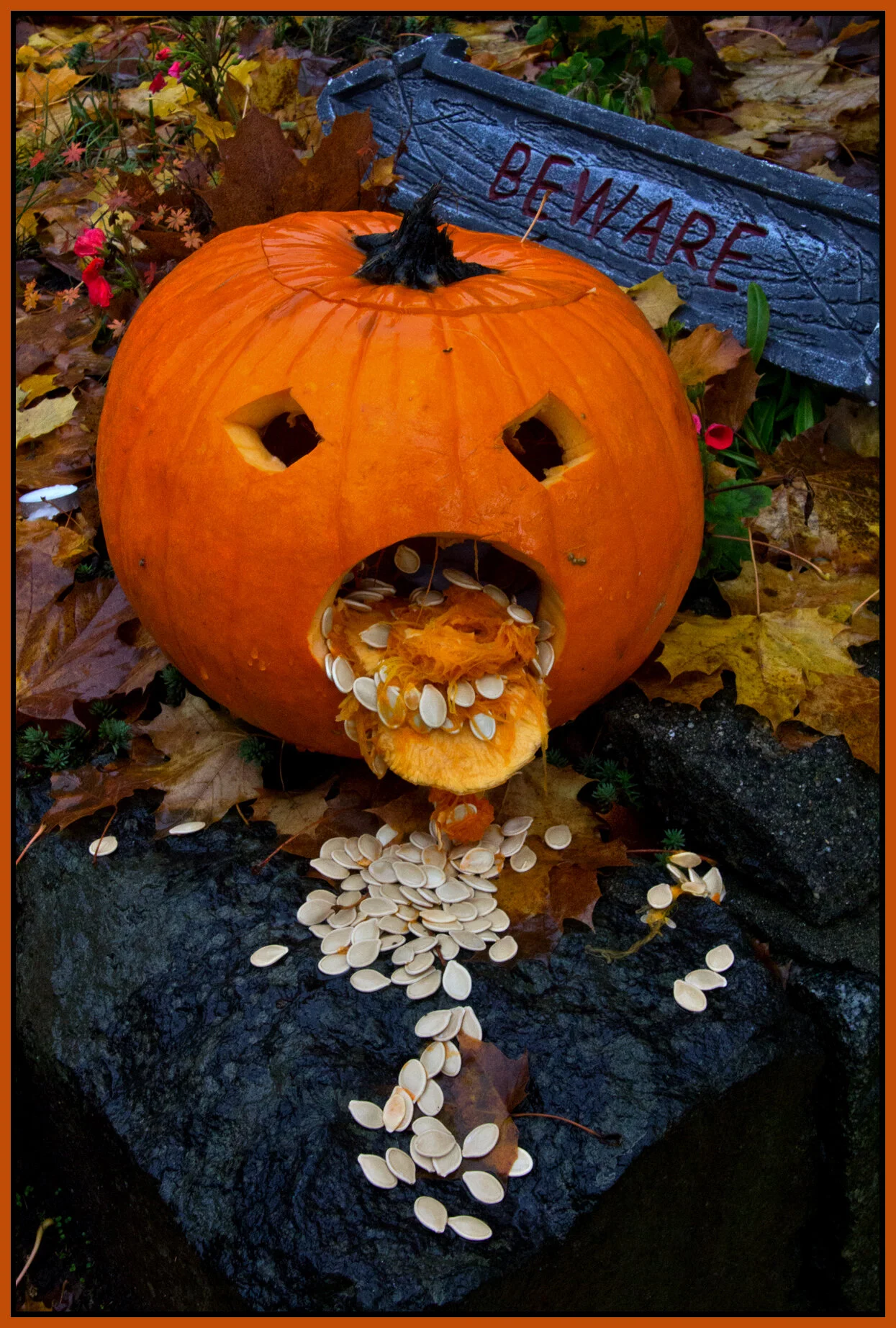 Pumpkins_Nov 1_2012_1262_4x6s.jpg