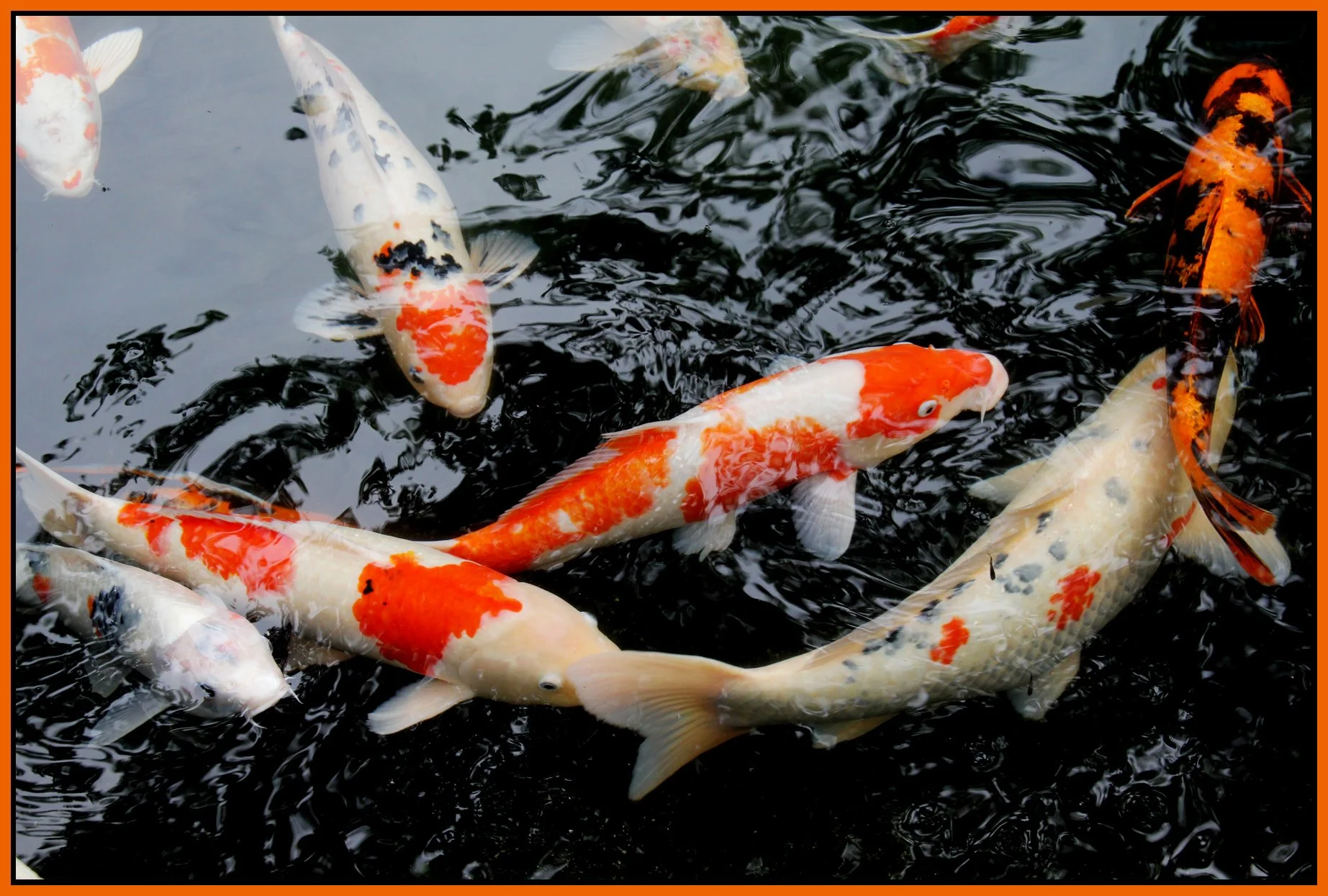 Hawaii_Nov 22_2012_3820_4x6s.jpg