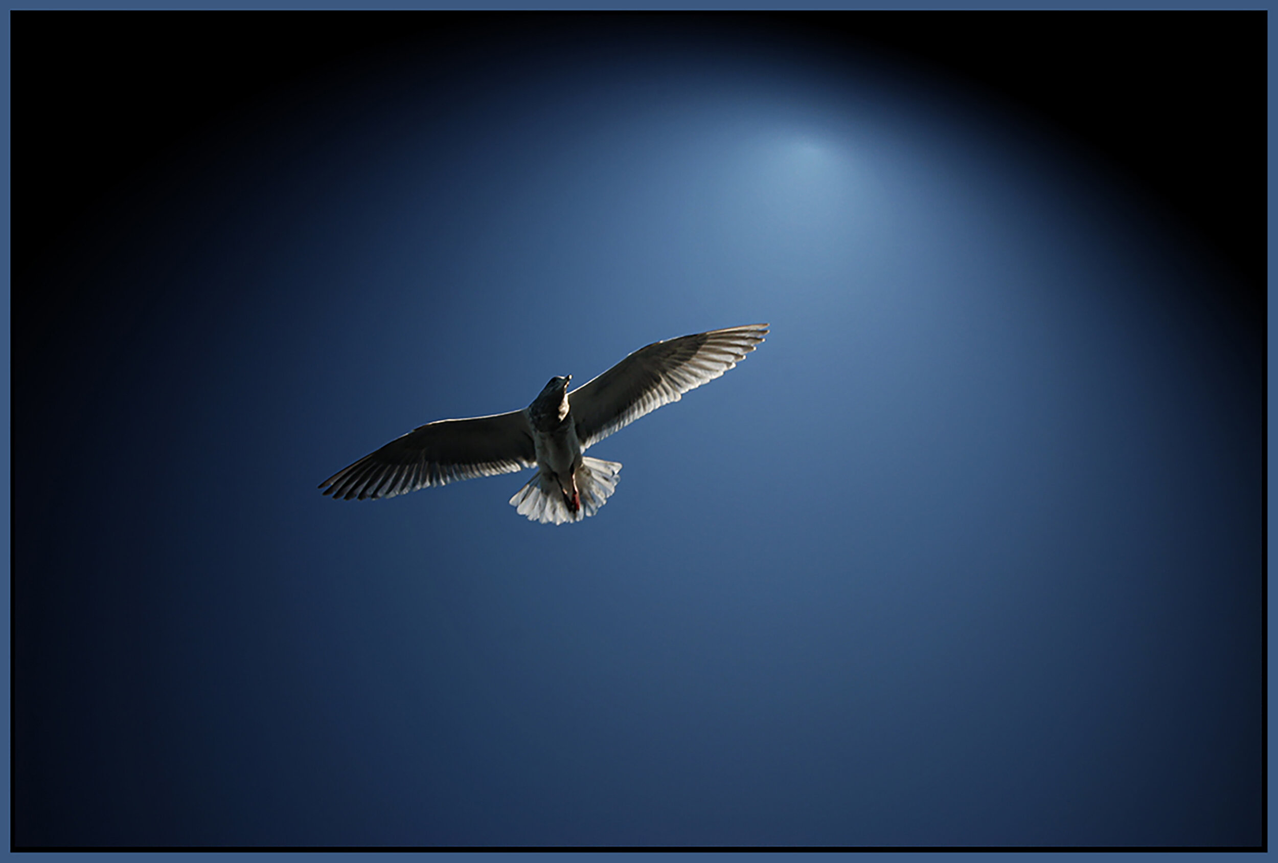 Seagull_4776_peShrpfctBr_4x6s1.jpg