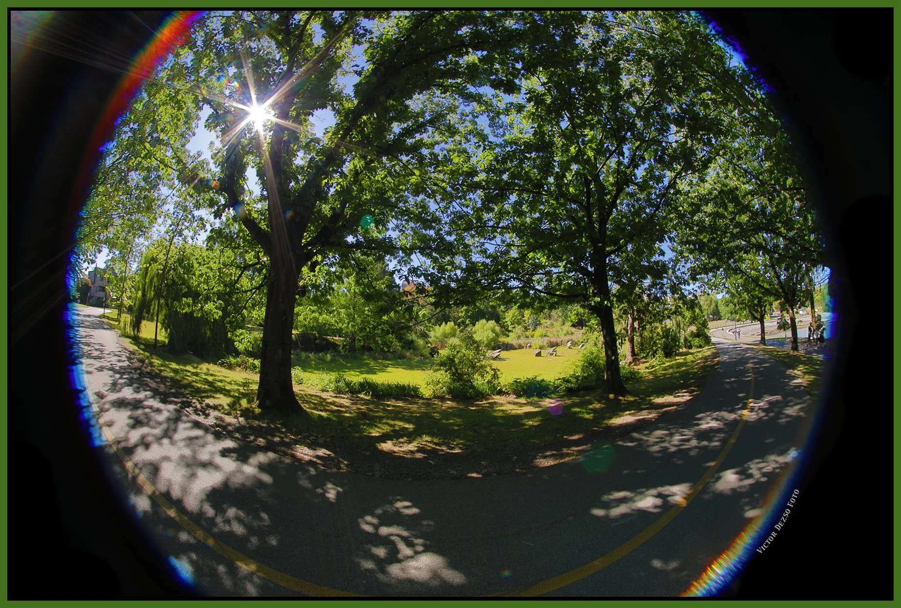 Charleson Park Pond Trees_Jul 31_2026_HDR_4L8260_4x6s.jpg