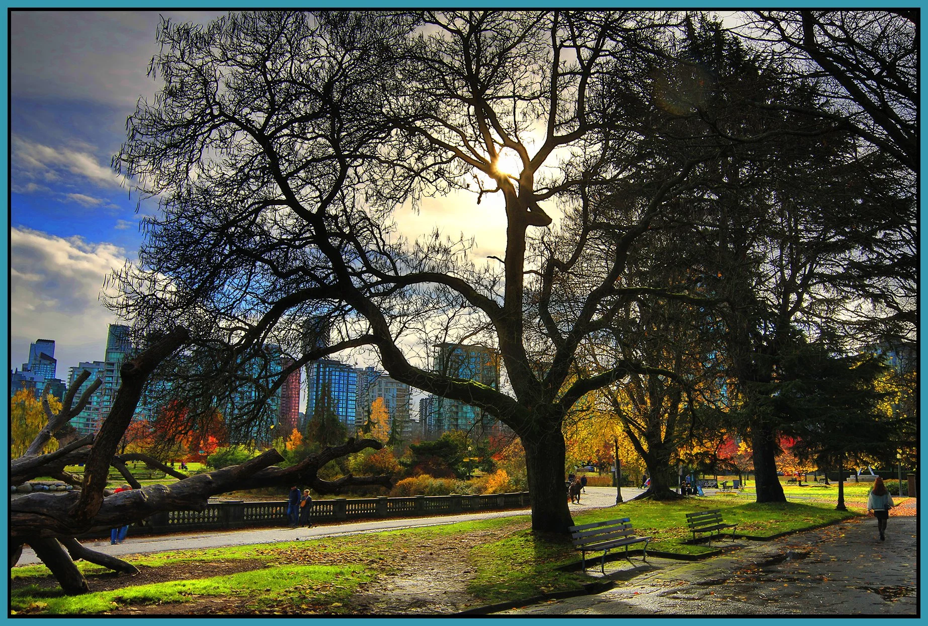 Stanley Park Trees_Nov 12_2023_HDR_4H9041_peVibrClrs_4x6s.jpg