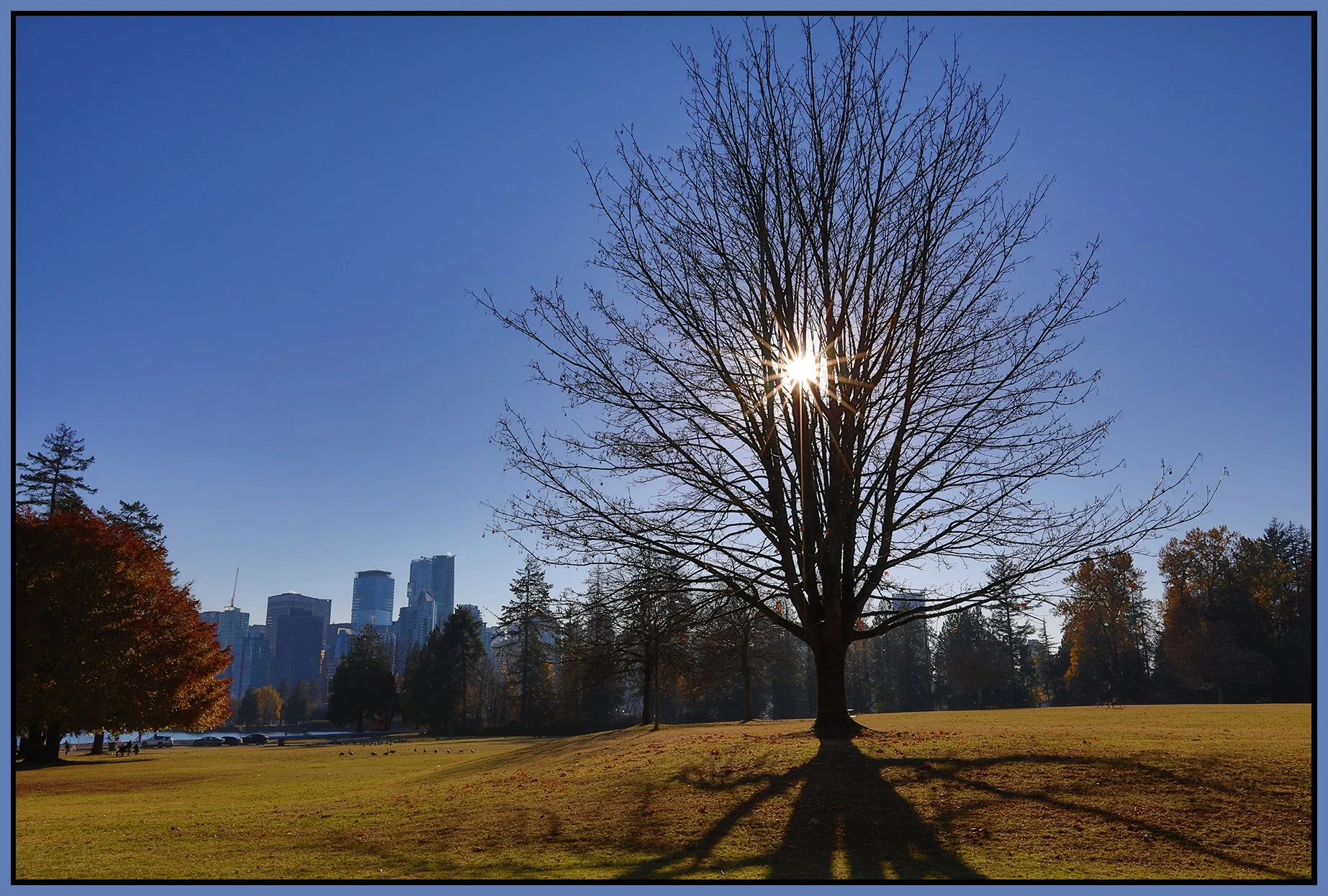 Stanley Pk Tree_Nov 18_2022_HDR_5C6898_4x6s.jpg