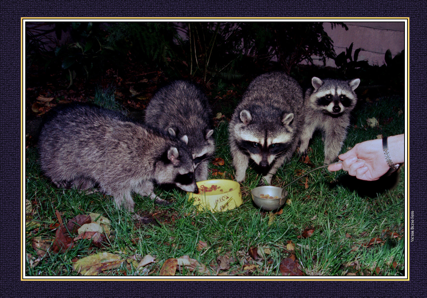 Templeton Raccoons_8_4x6s.jpg