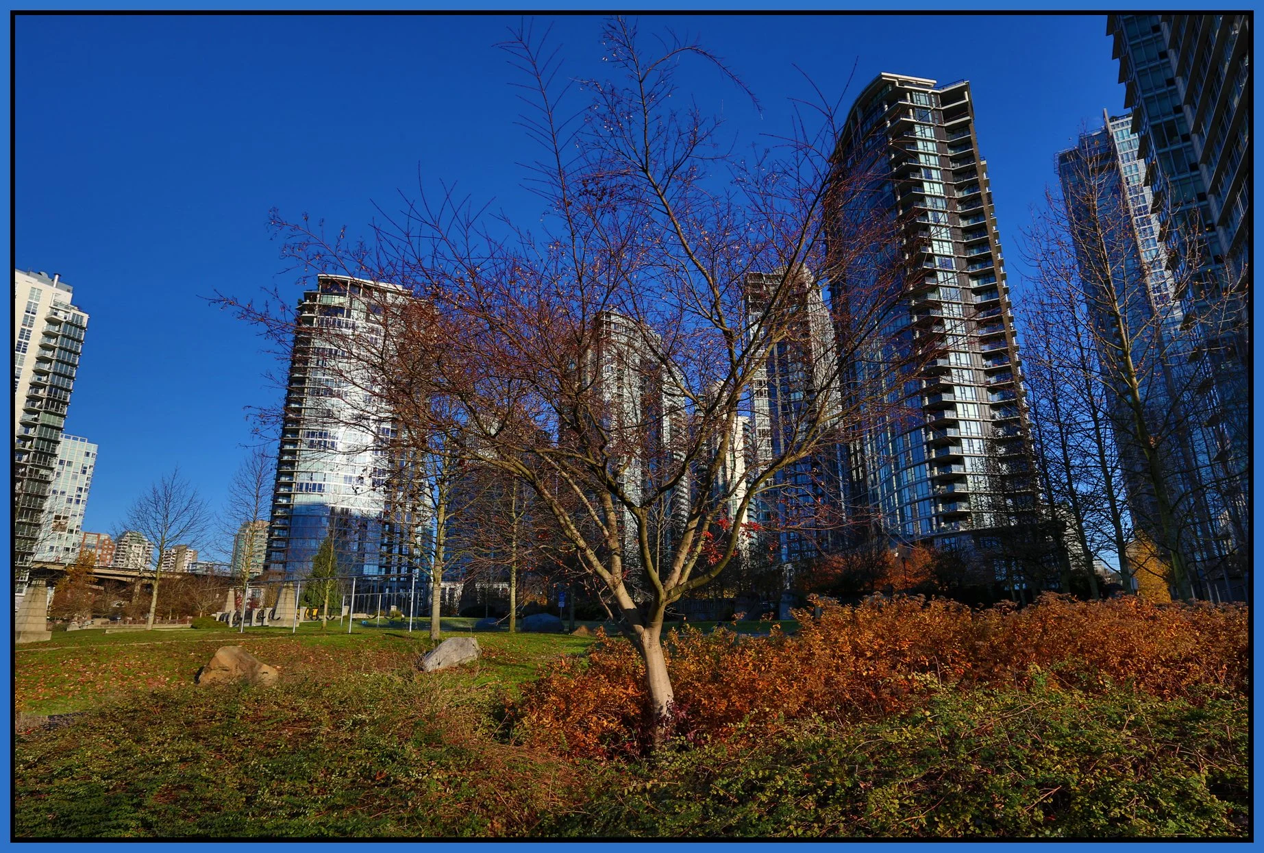 Concord Tree_Nov 28_2015_HDR_H6798_4x6s.jpg