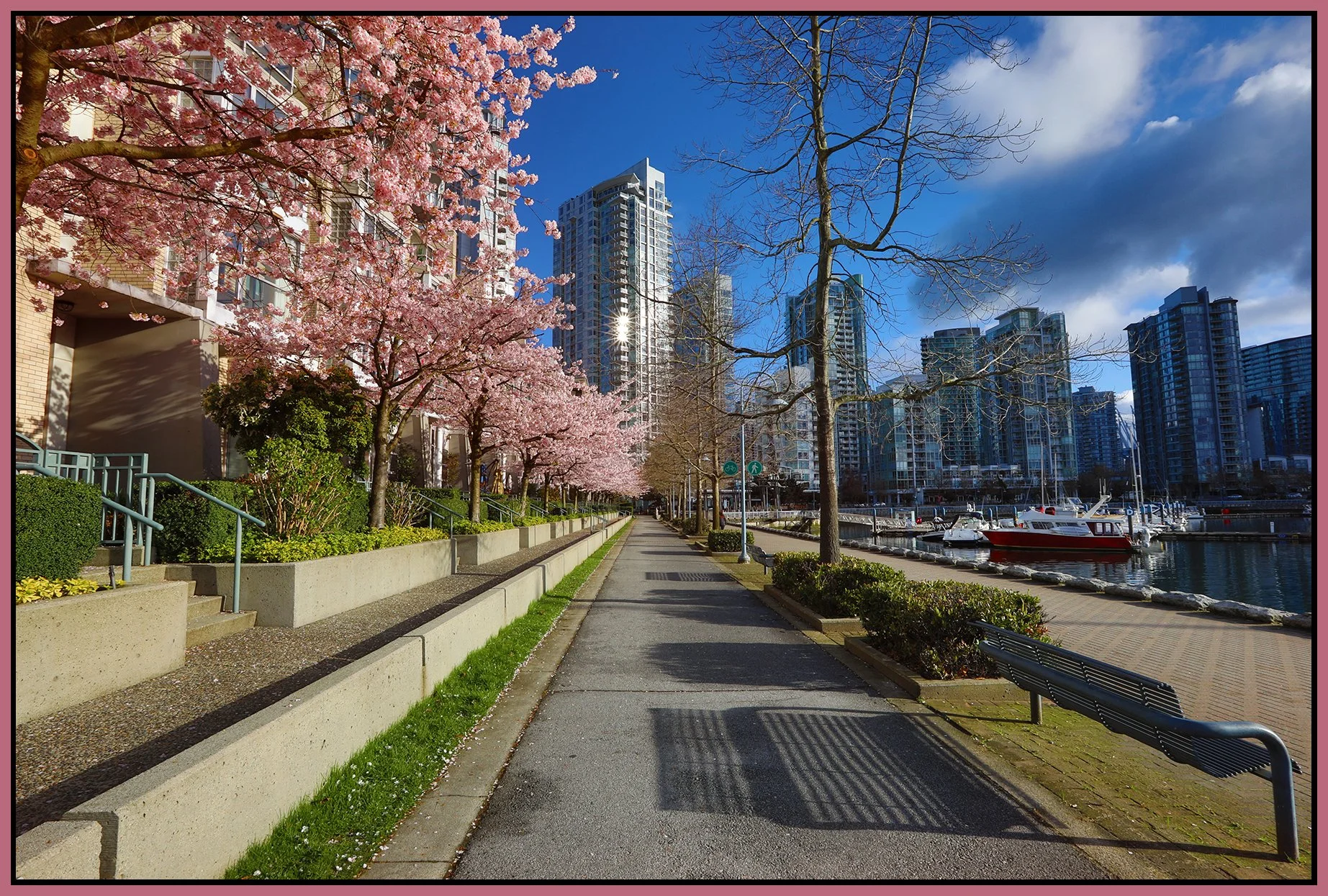 Concord Pacific Trees in Bloom_Mar 31_2022_HDR_5B1180_4x6s.jpg