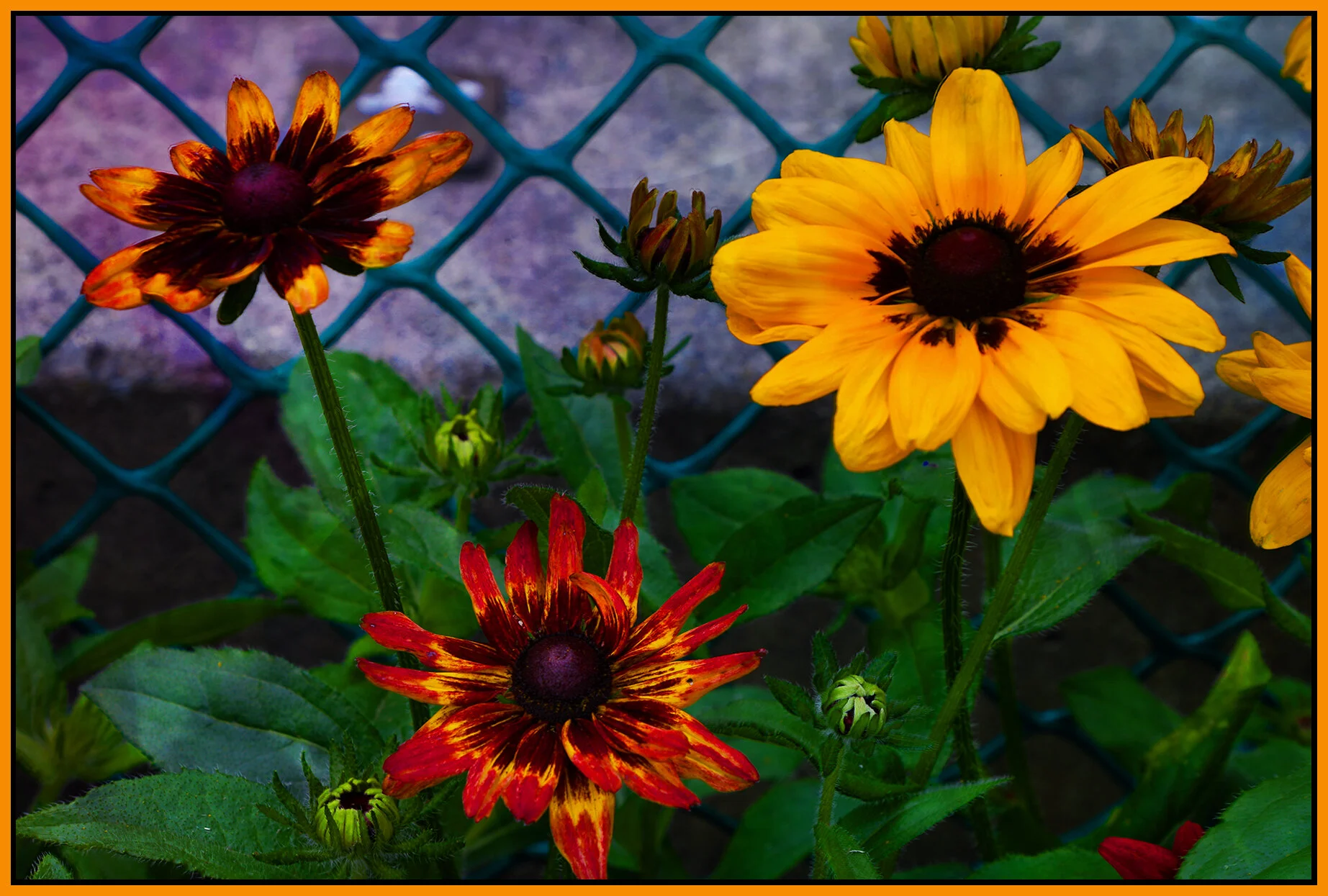 Flowers_Jul 31_2021_HDR_5A6607_peExquisiteTextrs_4x6s.jpg