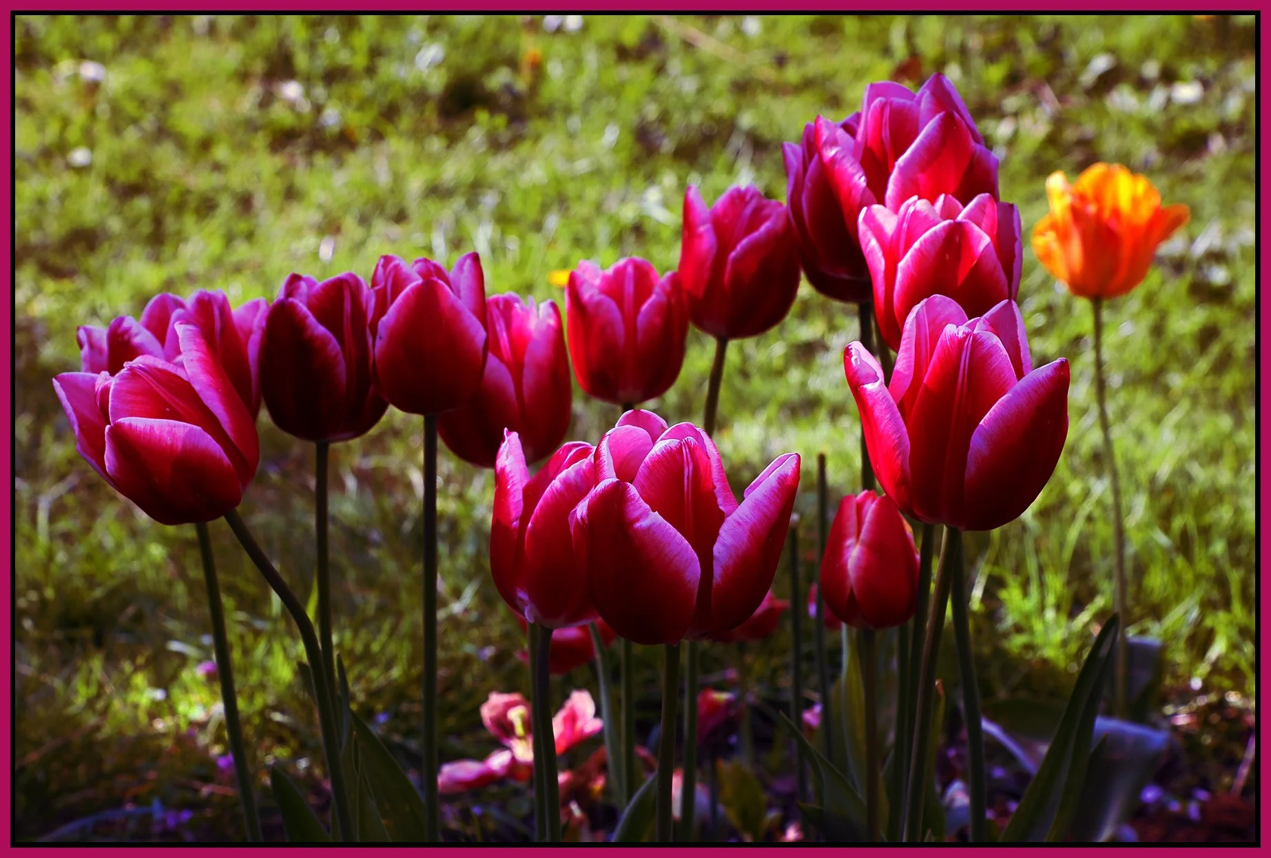 Flowers Tulips_May 7_2023_HDR_4H7159_peCoolngFltrs005_4x6s.jpg