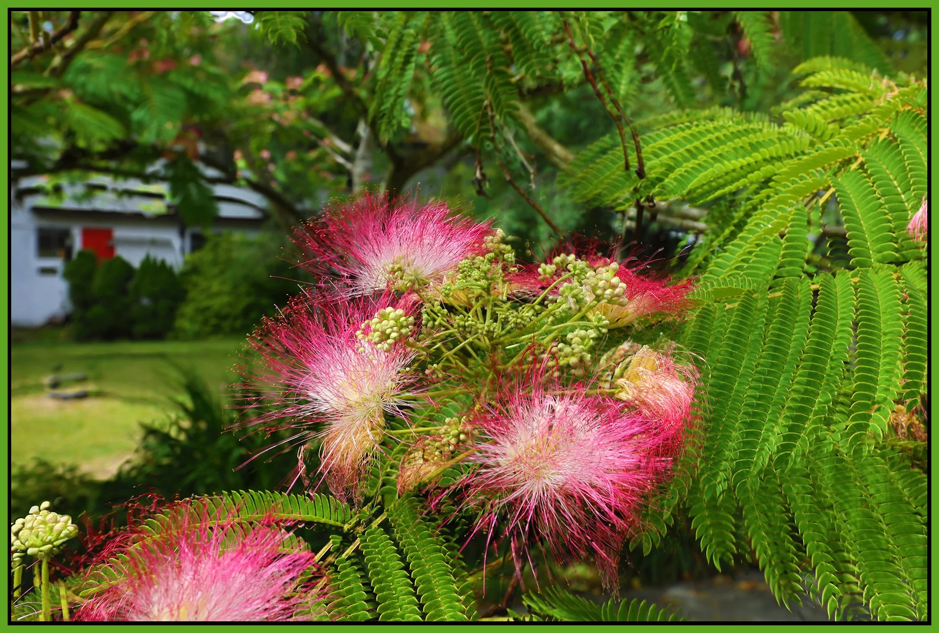 Flowers Trees on Hawks St_5B5071_4x6s.jpg