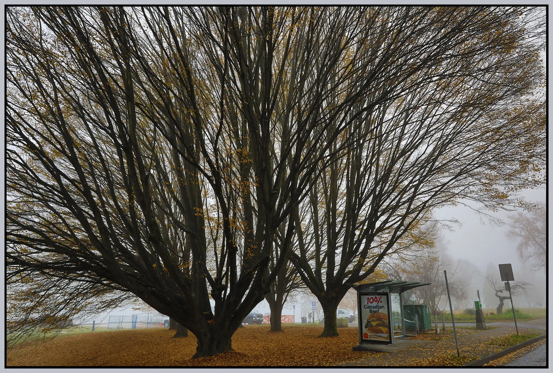 Beach Ave Trees in Fog_Nov 28_2023_HDR_5E0963_4x6s.jpg