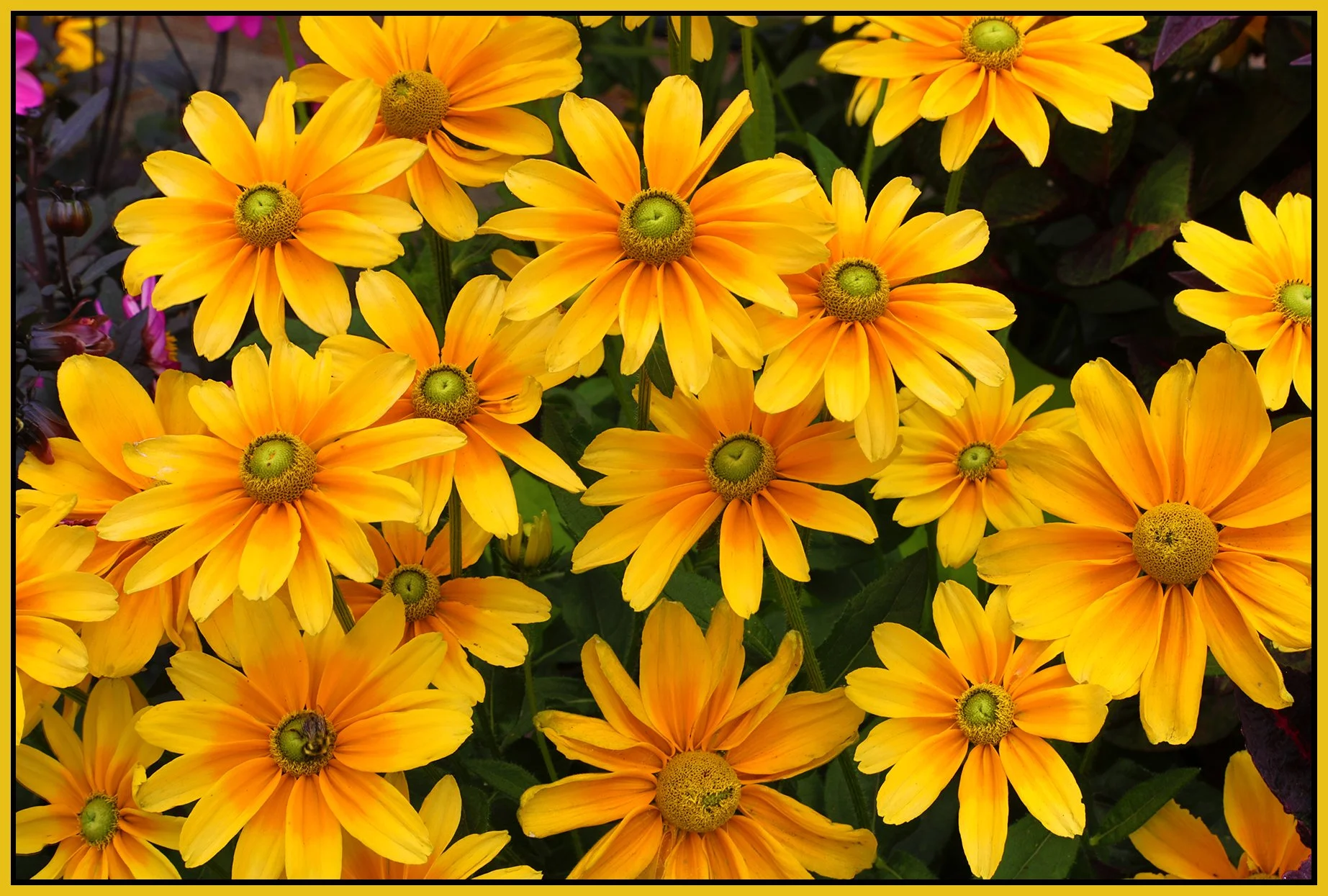 Flowers Rubicana_Aug 14_2024_HDR_5E8306_4x6s.jpg