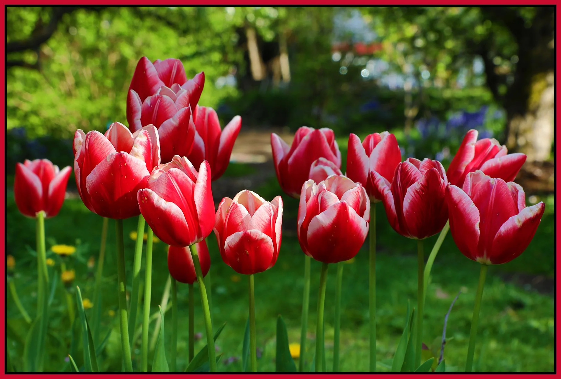 Flowers Tulips_May 7_2023_HDR_4H7191_4x6s.jpg