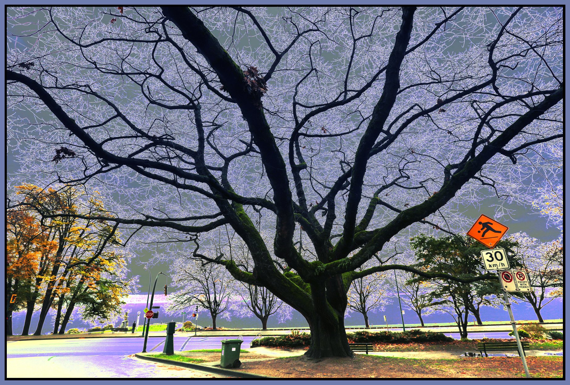 English Bay Trees_Nov 13_2015_HDR_H2102_1_4x6s.jpg