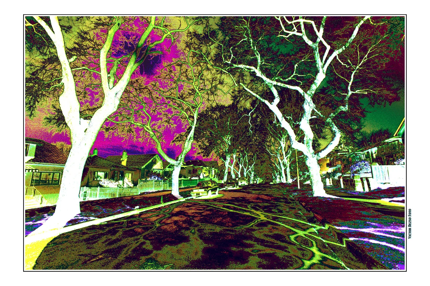 E7th Trees_4_7_02_6_2_4x6.jpg