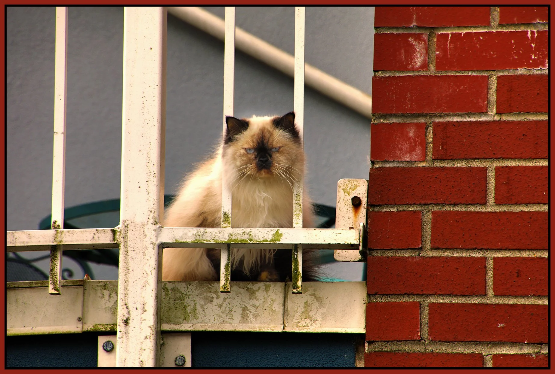 Cat on Balcony_Jun 5_2026_HDR_4L4603_peHyperstrip_4x6s.jpg