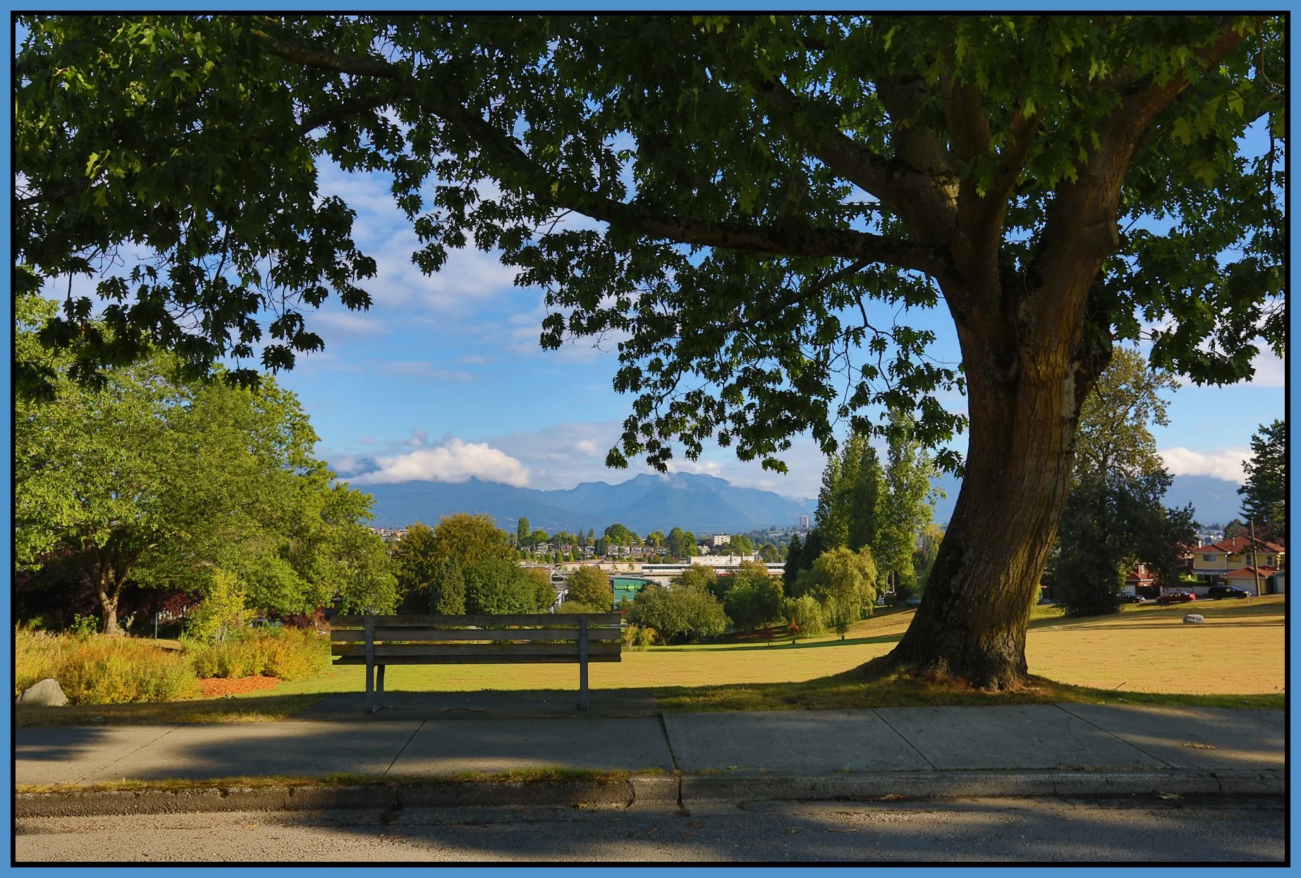 Falaise Pk Tree_Sep 4_2016_HDR_L0617_4x6s.jpg