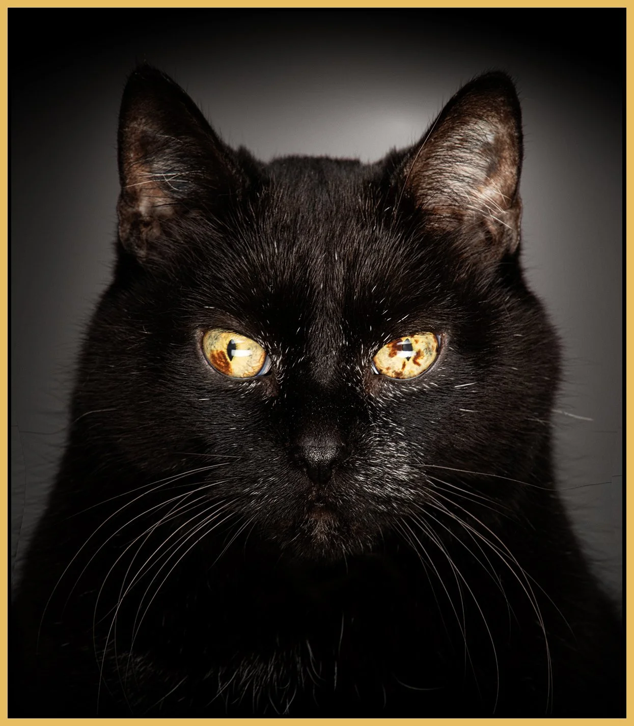 Crazy Cat_Nov 4_2018_CR2_D3012_1_peShrpfctDrkn_4x5s.jpg