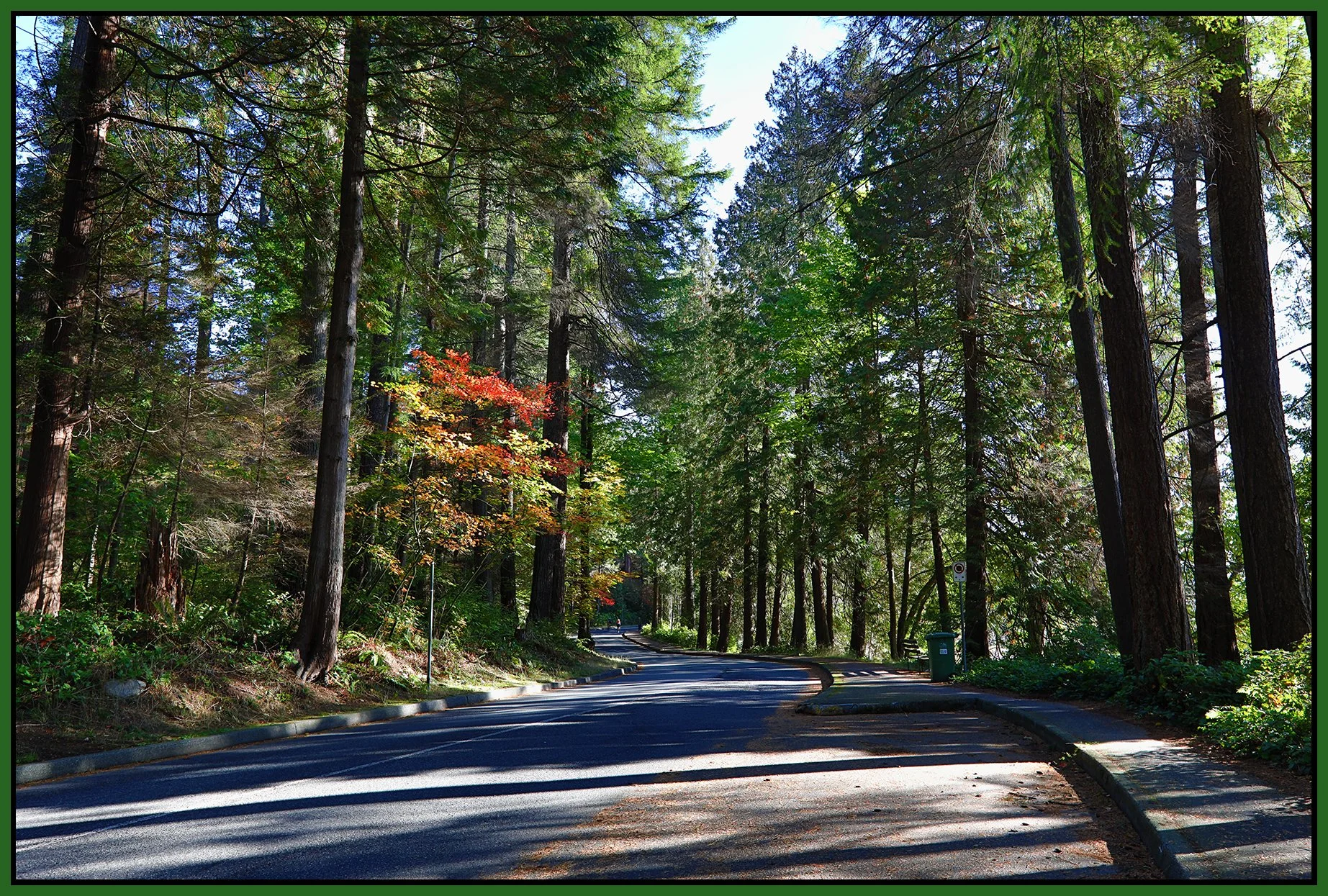 Stanley Park Trees Sep 30_2023_HDR_5C6624_4x6s.jpg