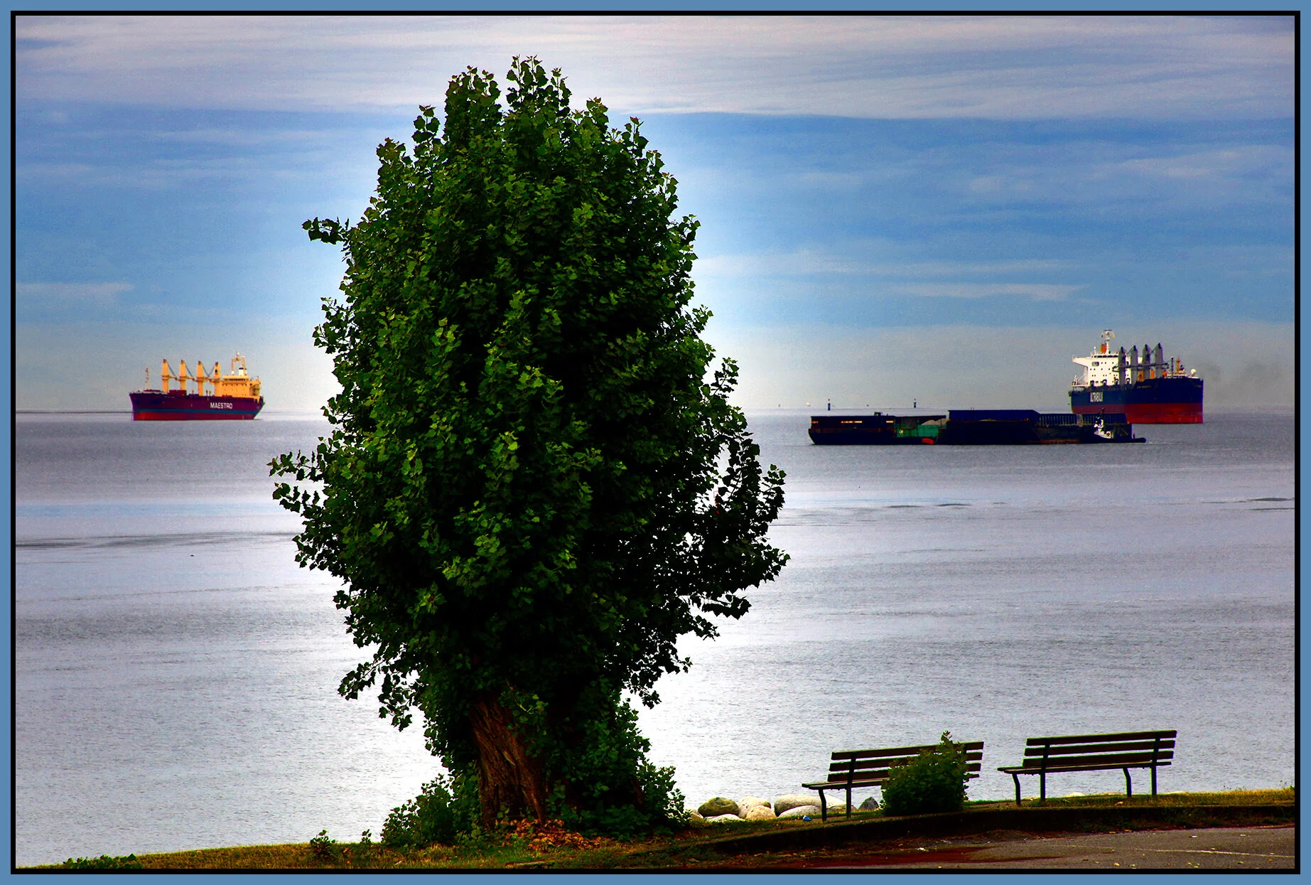 English Bay Tree_Sep 4_2021_HDR_5A1446_peDrkn&ImpC_4x6s.jpg